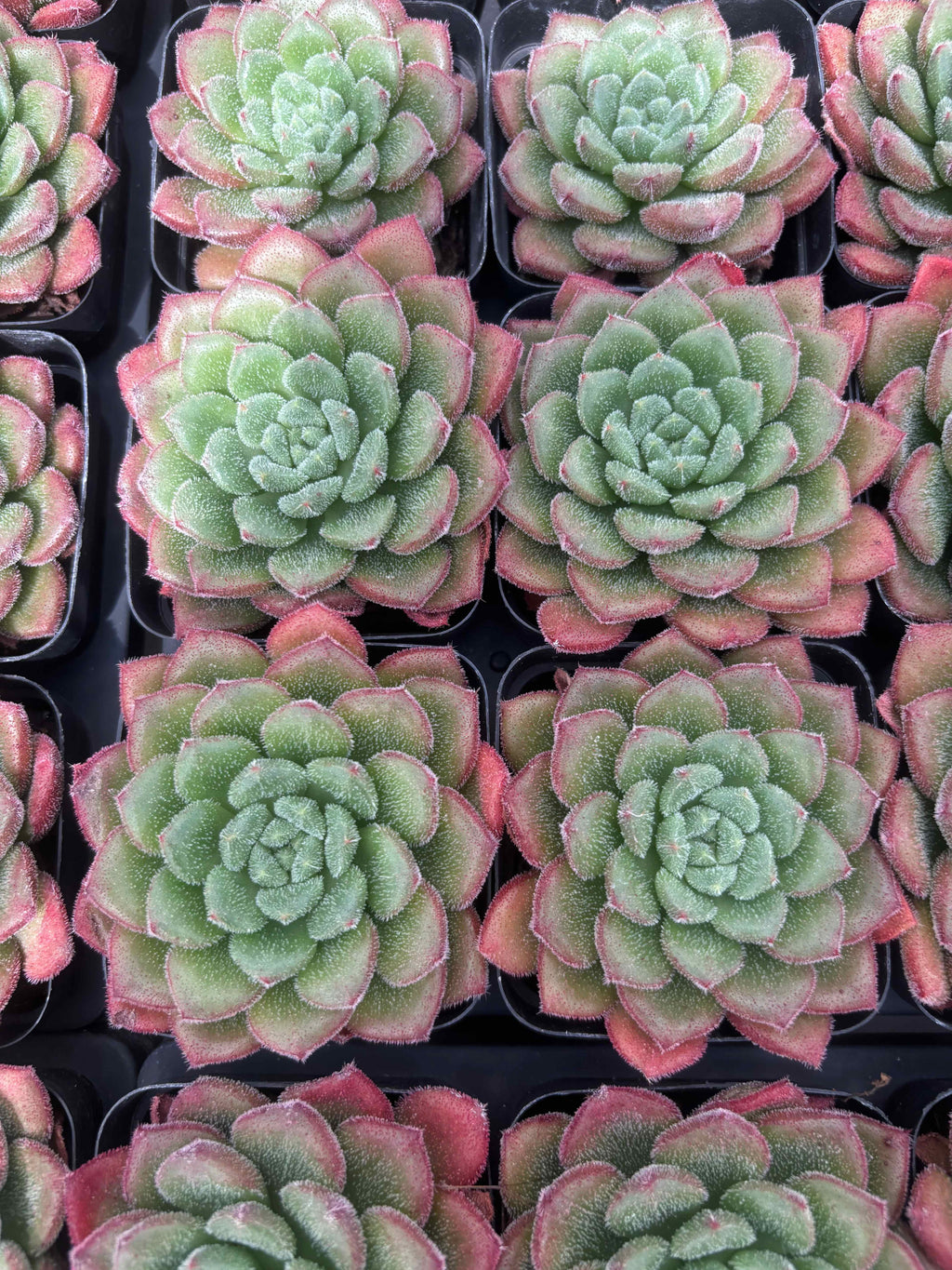 Q012 エケベリア・キャロル（鉢物）