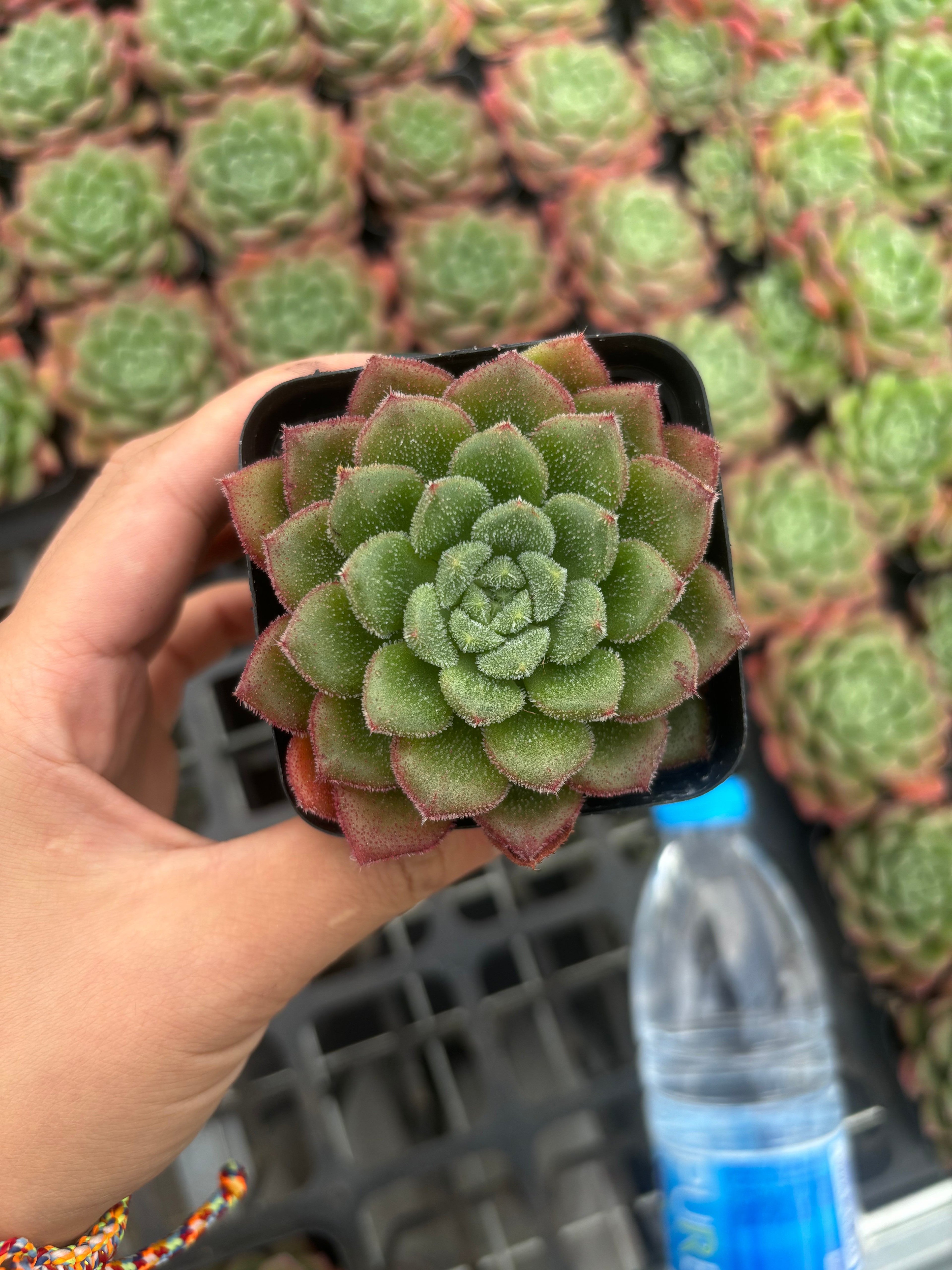 Q012 エケベリア・キャロル（鉢物）