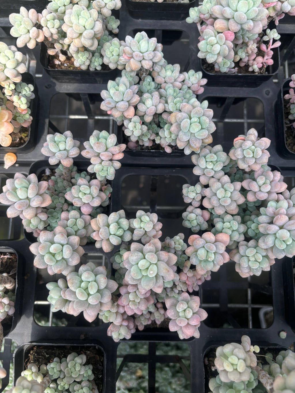 Q013 エケベリア・キャビア（鉢物）