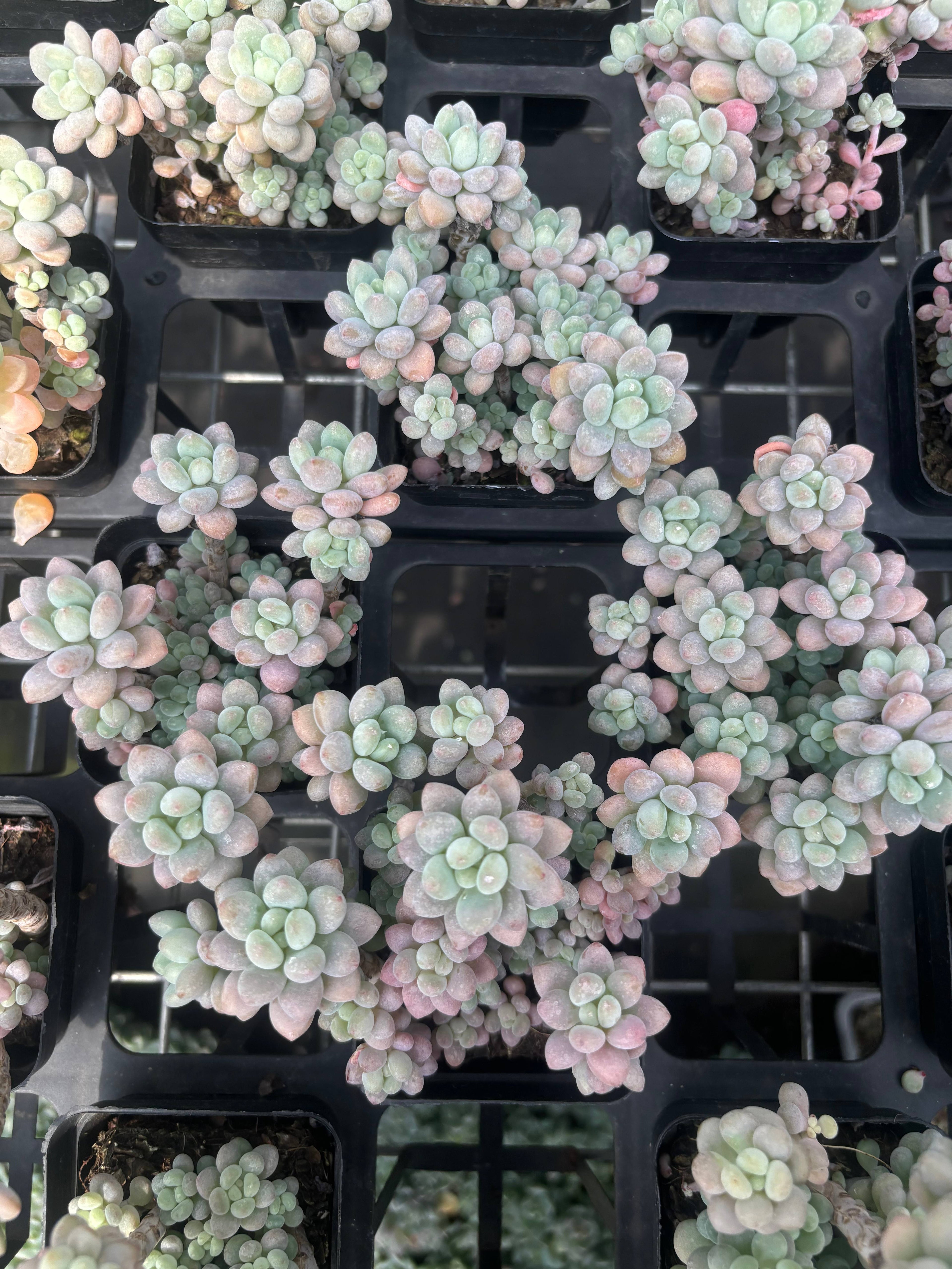 Q013 エケベリア・キャビア（鉢物）