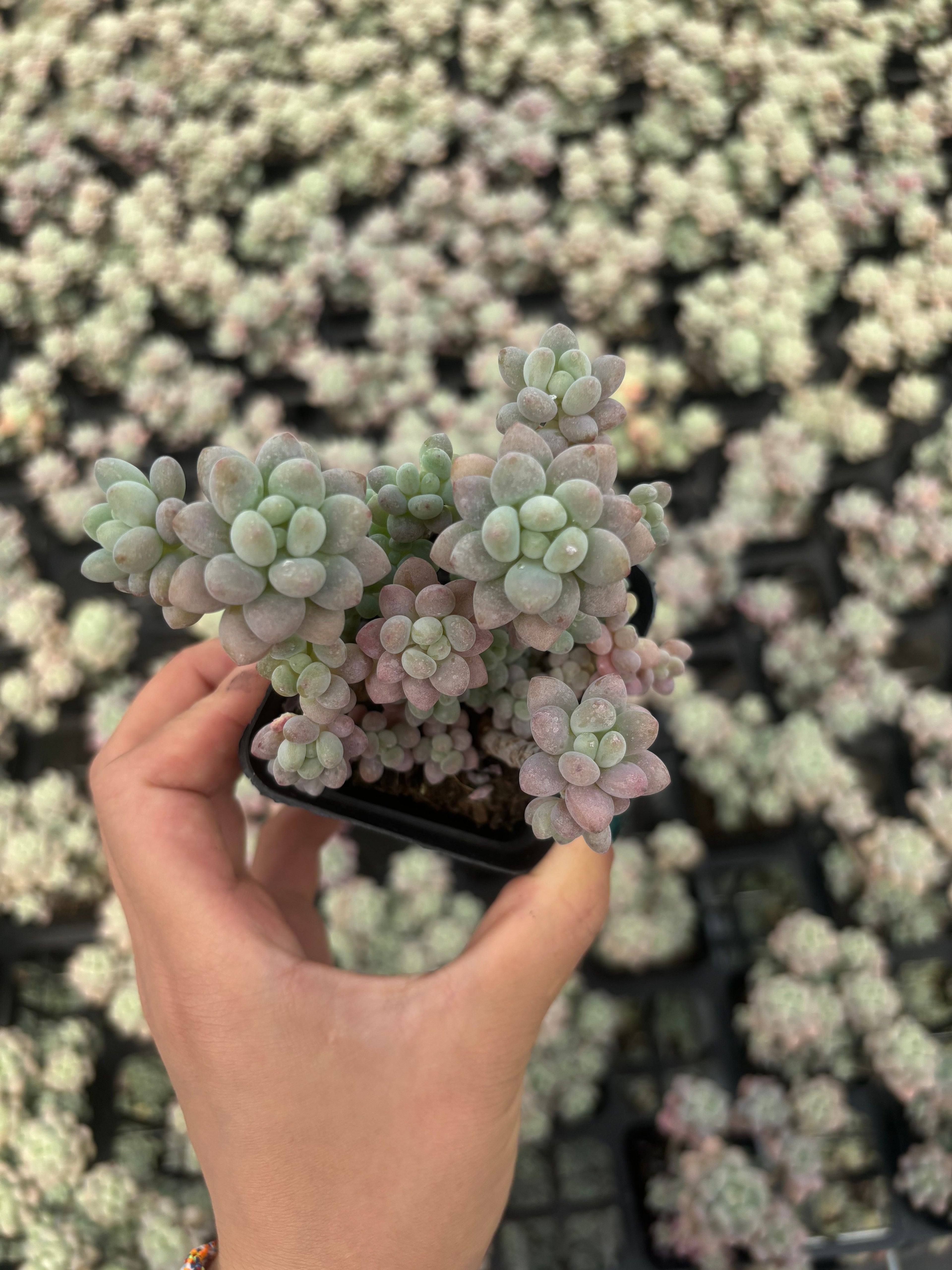 Q013 エケベリア・キャビア（鉢物）