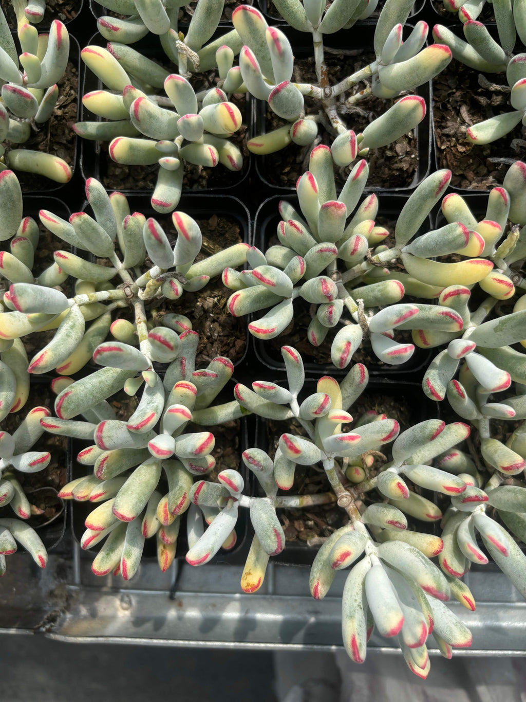 Q014 エケベリア・オービクラタ・錦（鉢物）