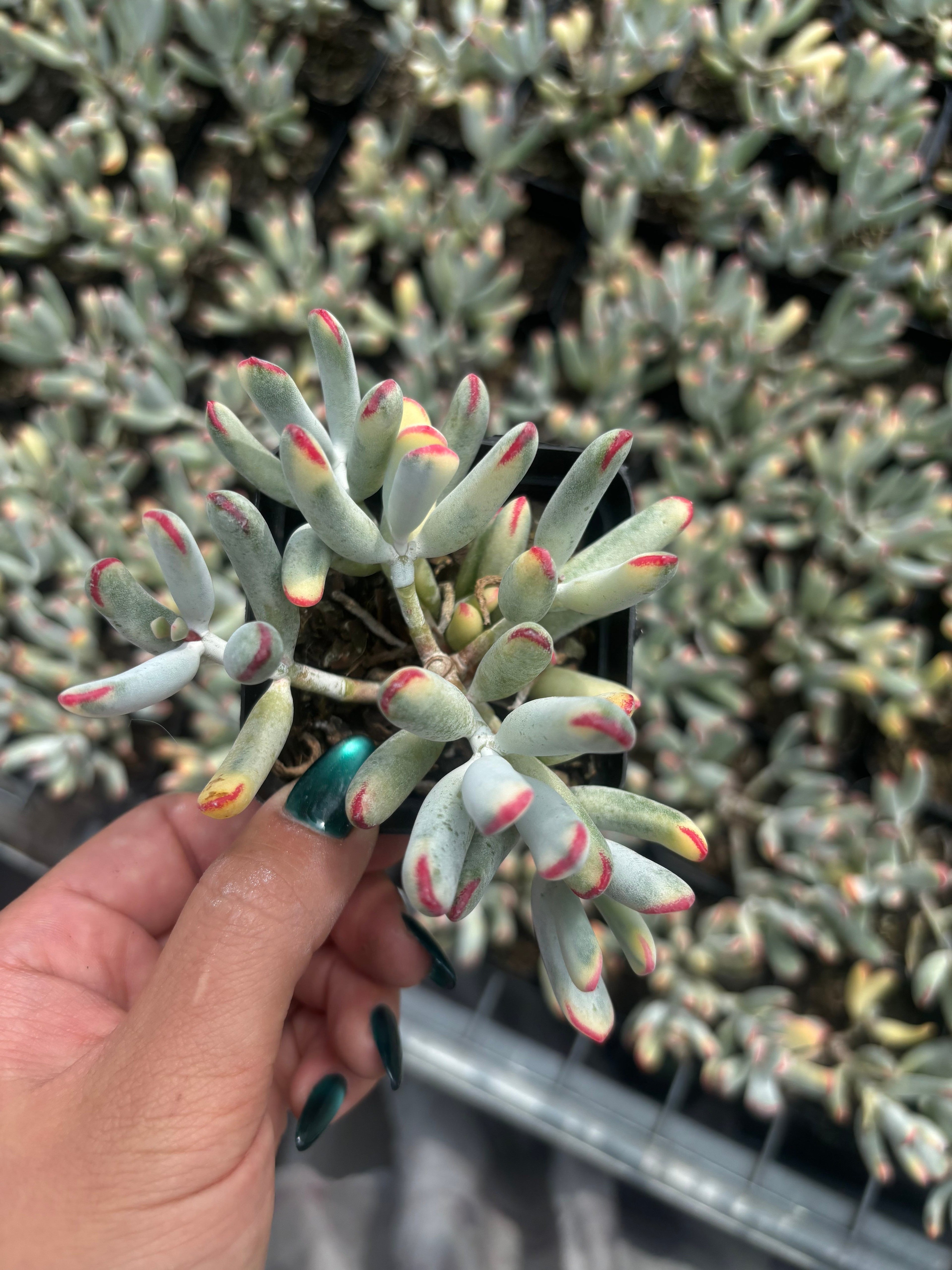 Q014 エケベリア・オービクラタ・錦（鉢物）