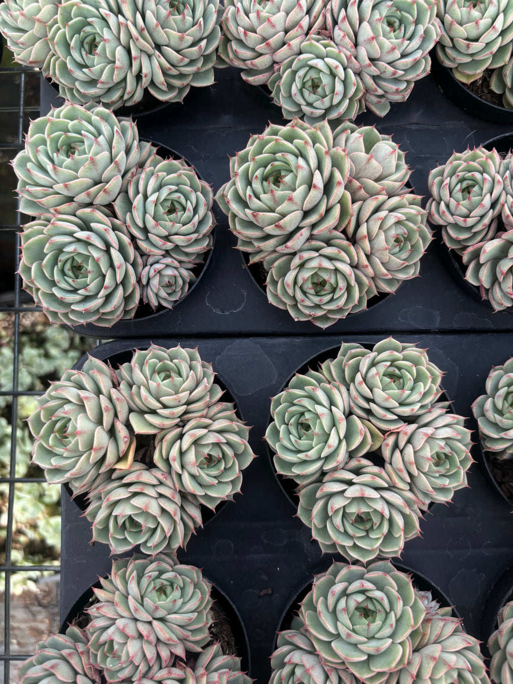 Q015 エケベリア・ベンバディス（鉢物）