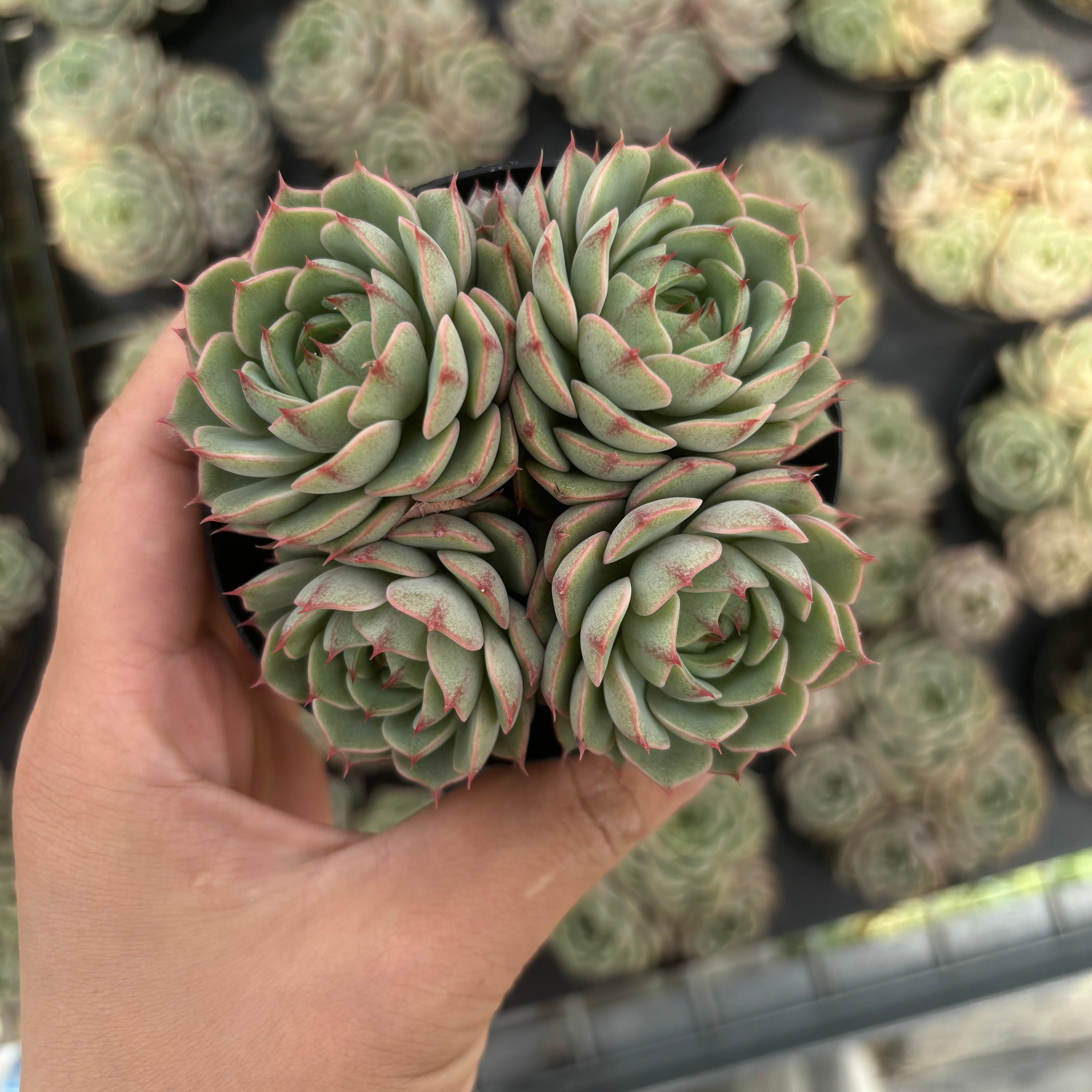 Q015 エケベリア・ベンバディス（鉢物）