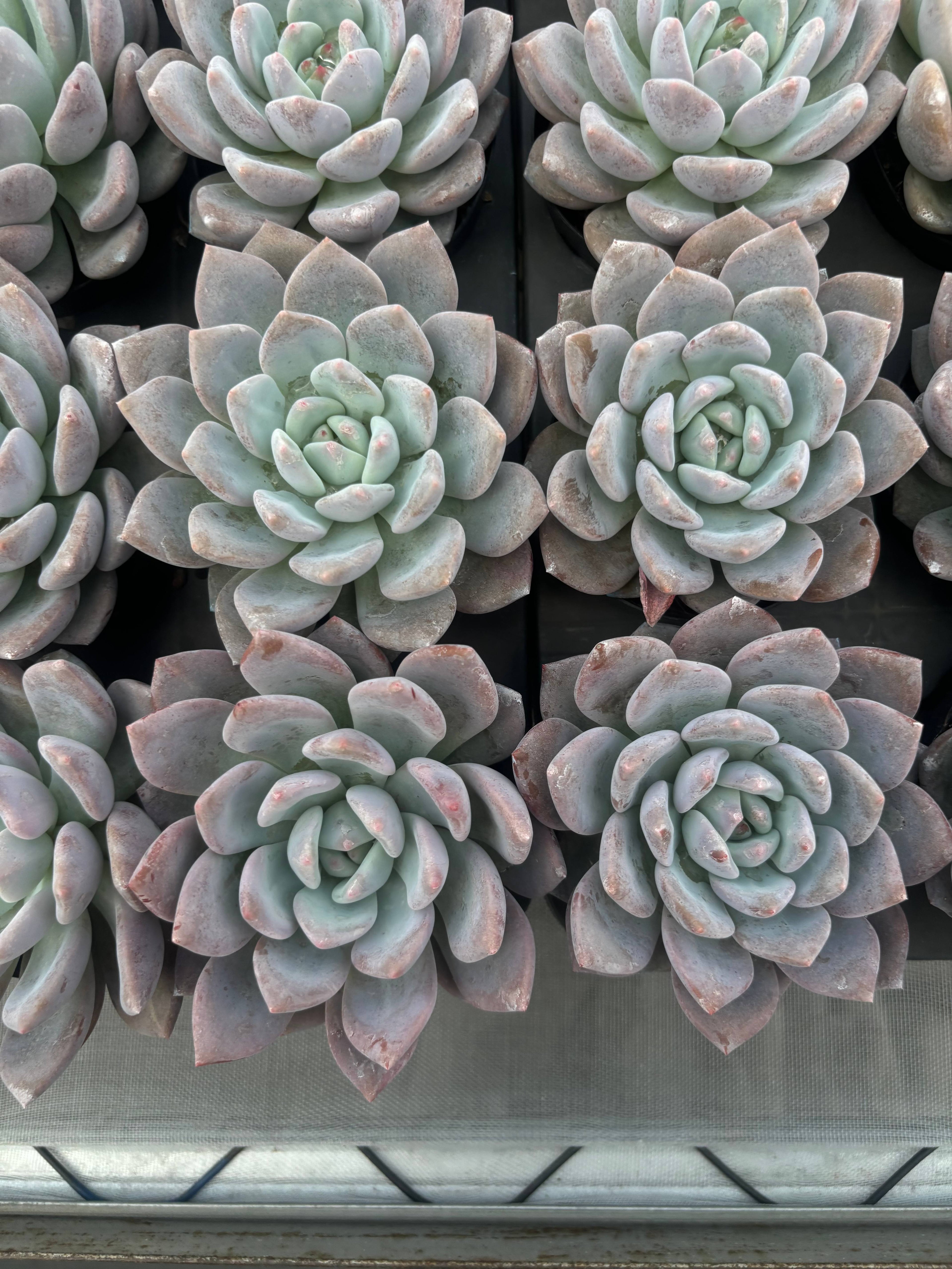 Q016 エケベリア・オーピー・アイスグリーン（鉢物）