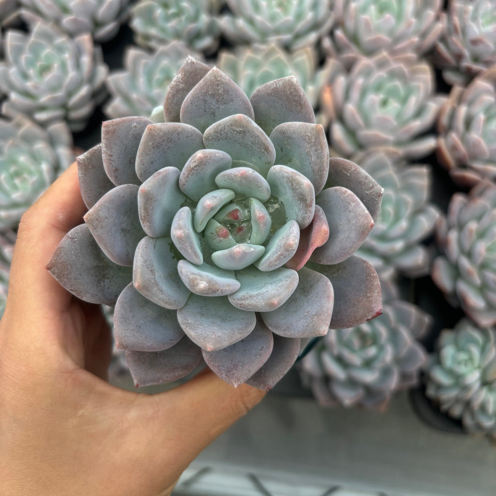 Q016 エケベリア・オーピー・アイスグリーン（鉢物）