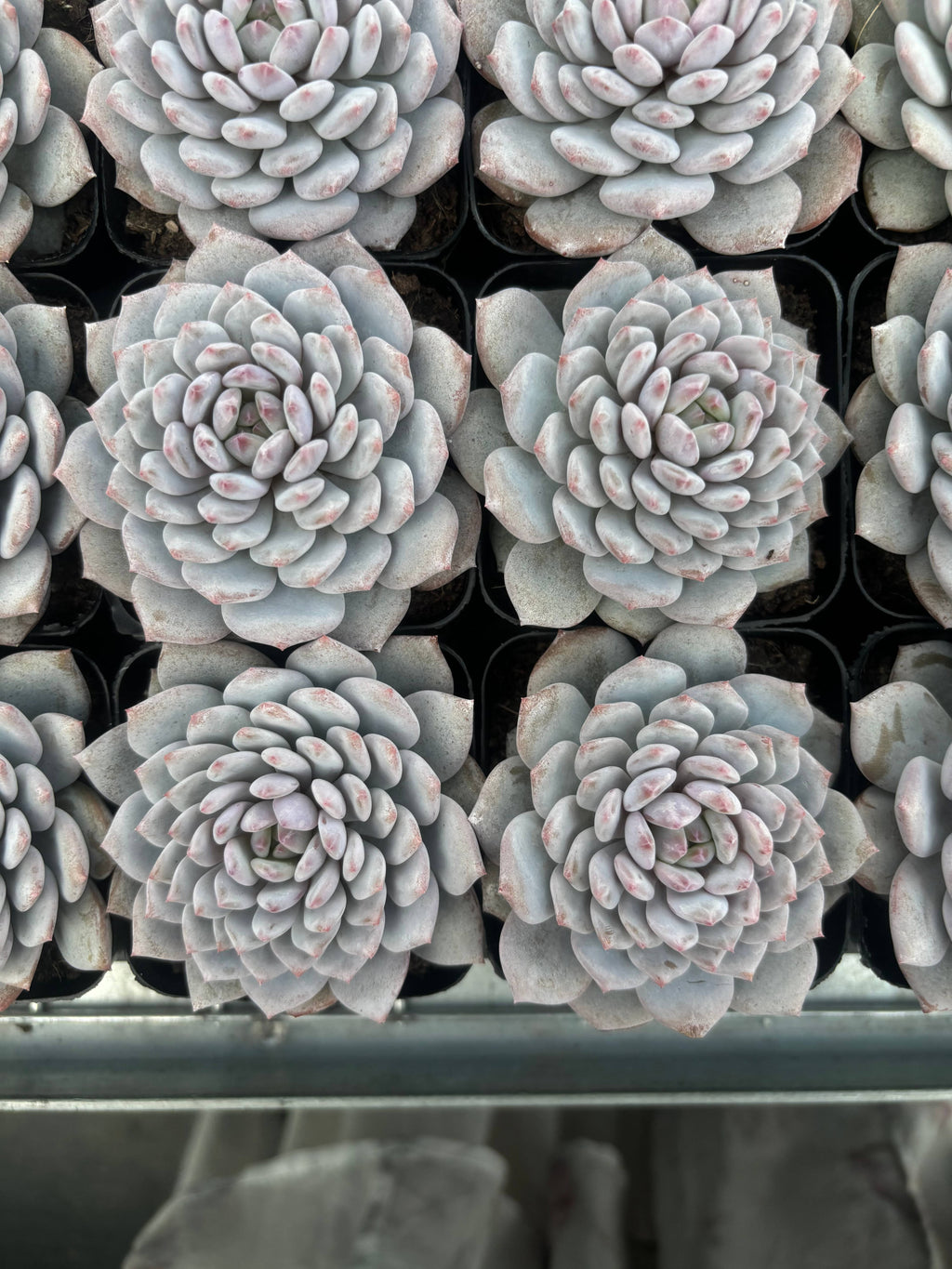 Q017 エケベリア・モンロー（鉢物）