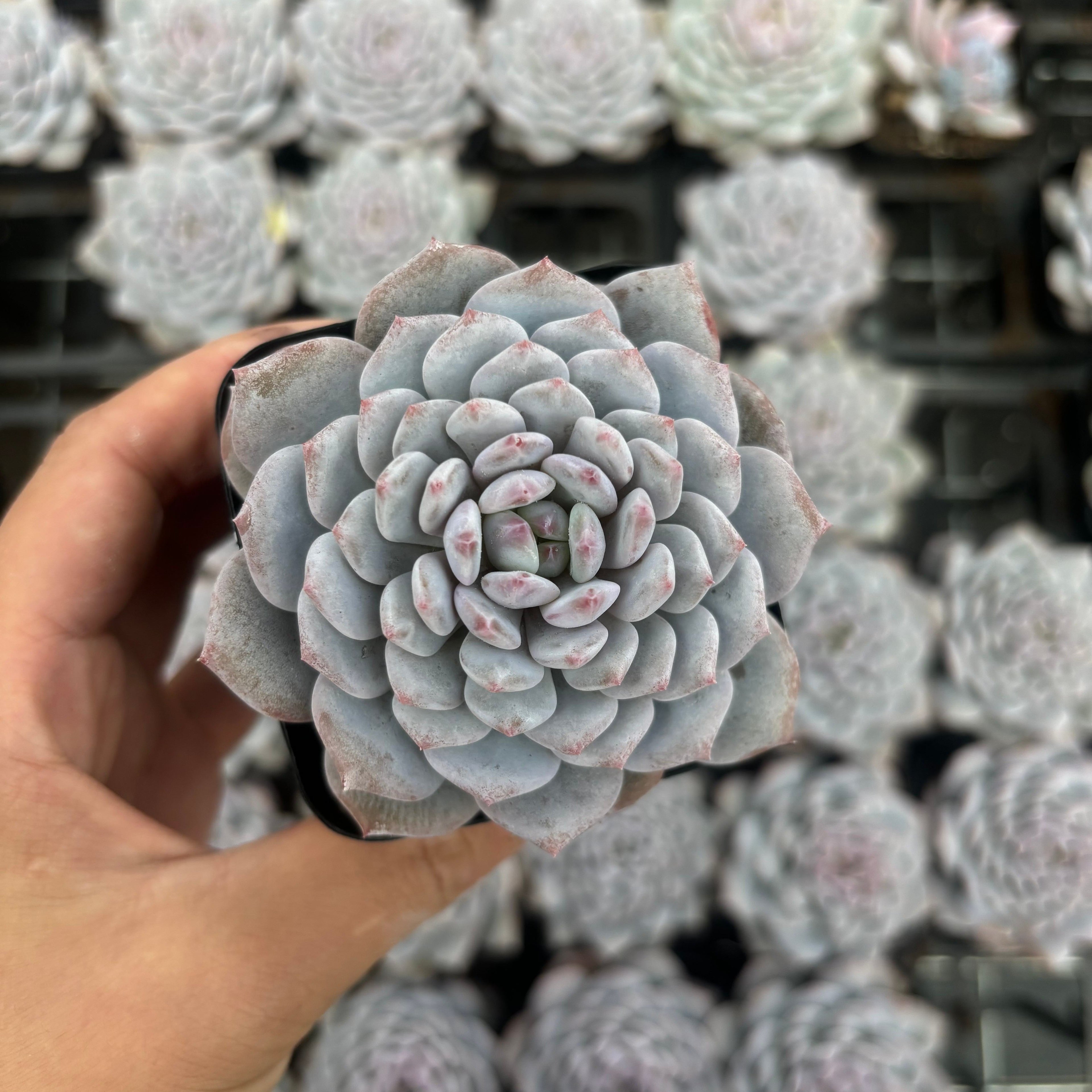 Q017 エケベリア・モンロー（鉢物）