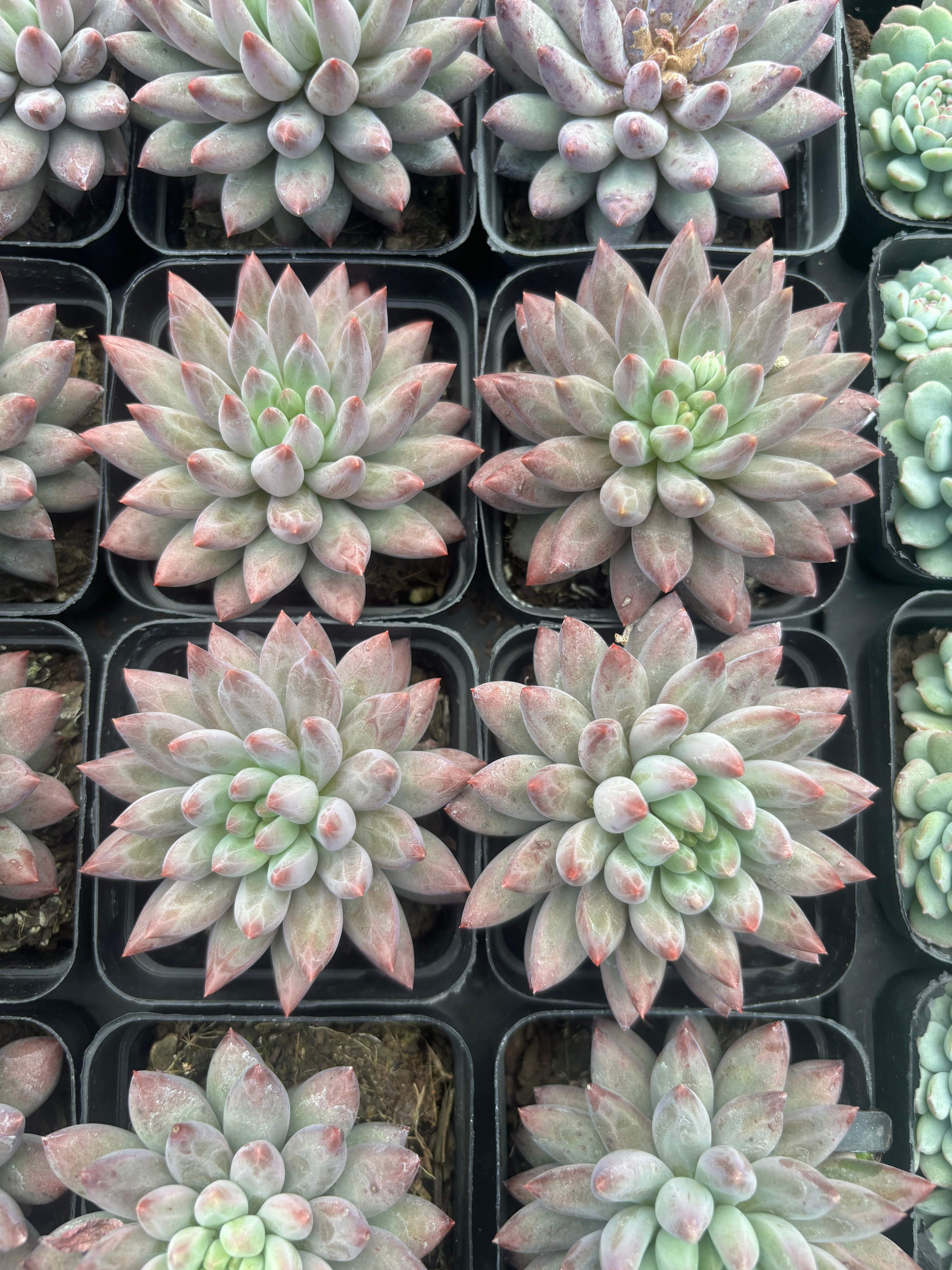 Q018 エケベリア・チェリーズ（鉢物）