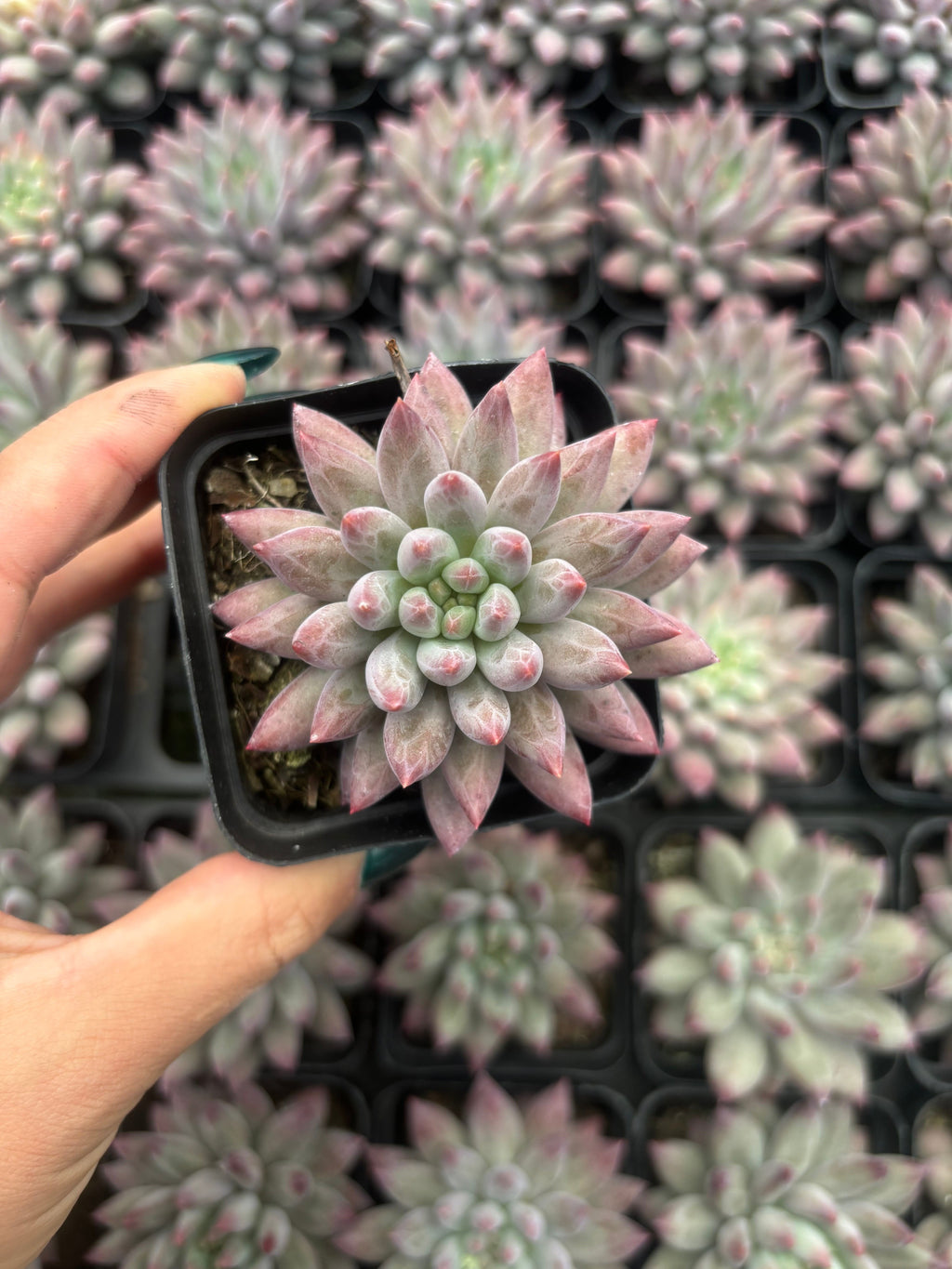 Q018 エケベリア・チェリーズ（鉢物）