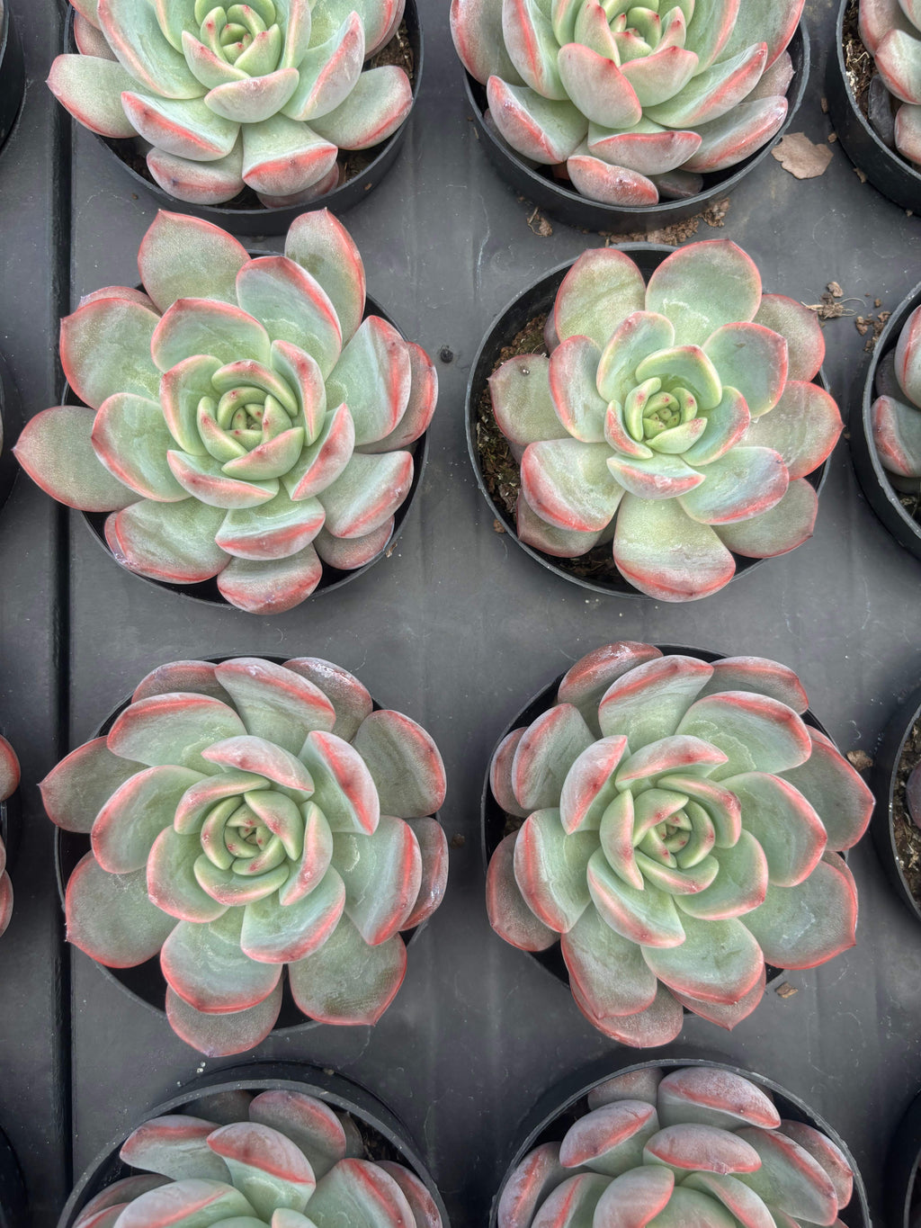 Q020 エケベリア・マドンナ（鉢物）