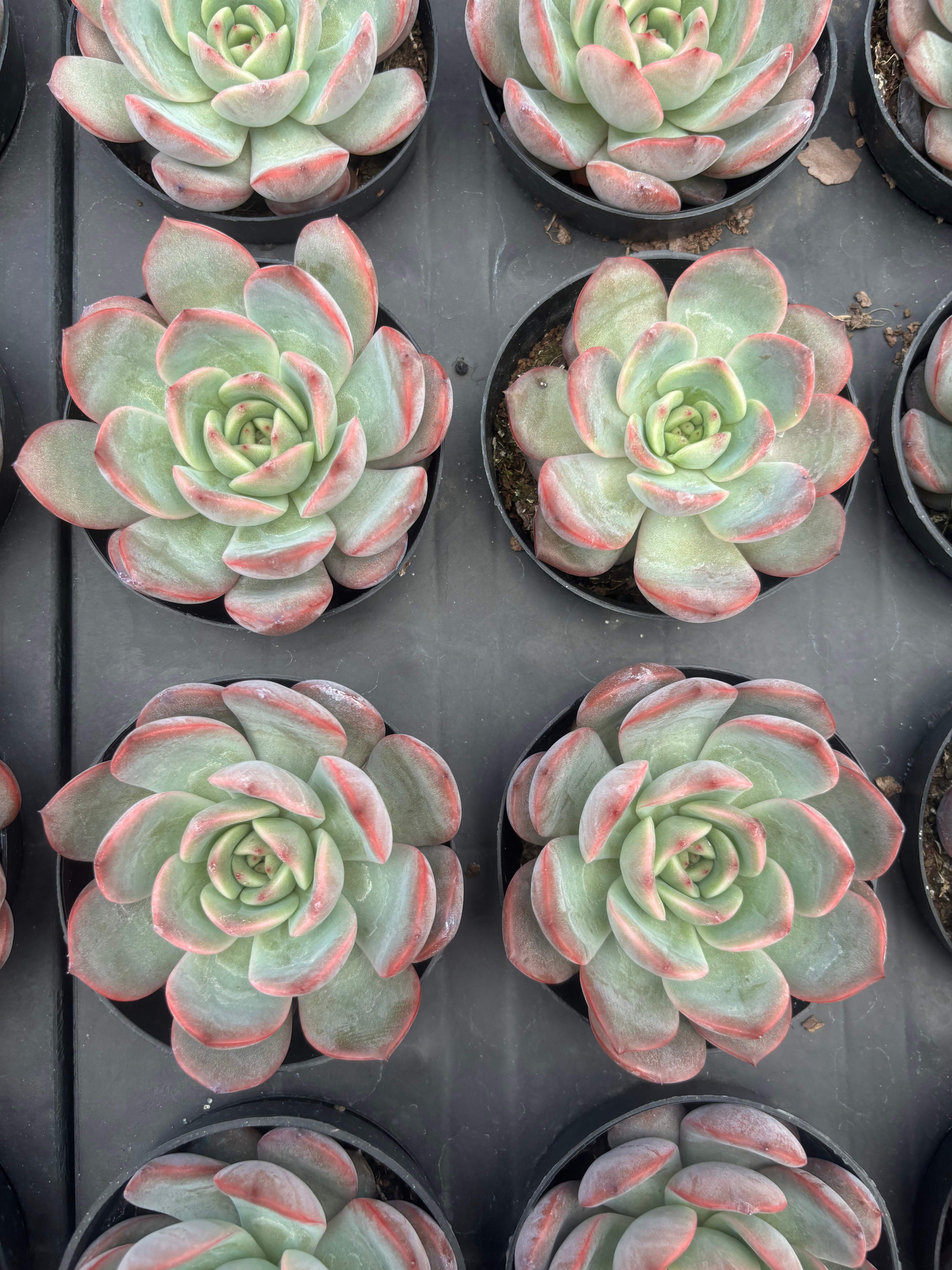 Q020 エケベリア・マドンナ（鉢物）