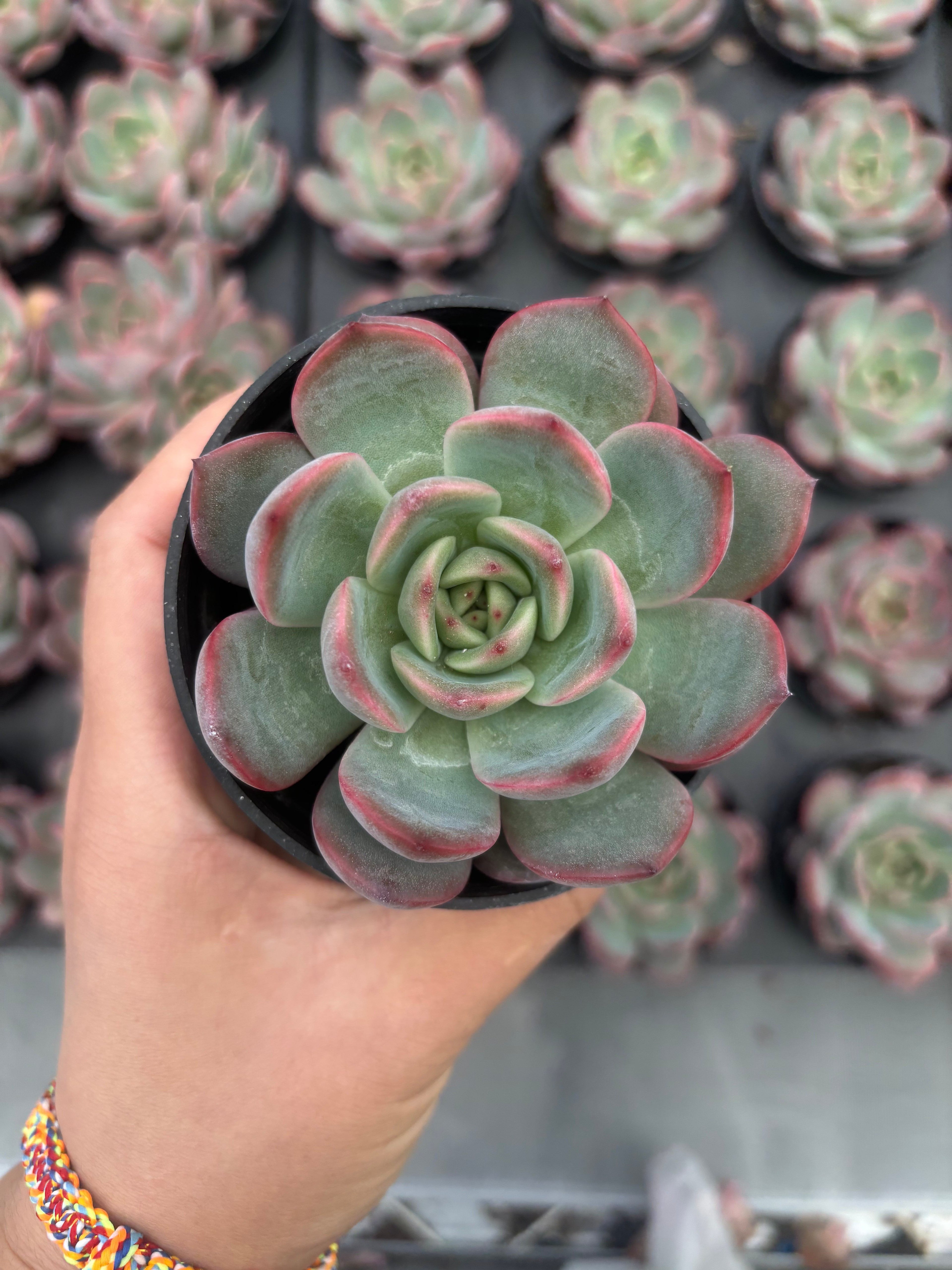 Q020 エケベリア・マドンナ（鉢物）