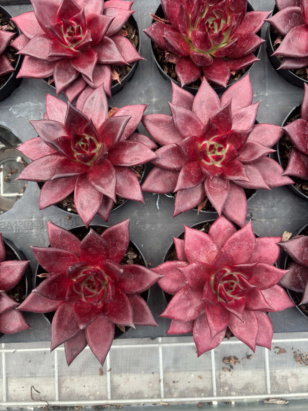 Q021 エケベリア・ロビン（鉢物）