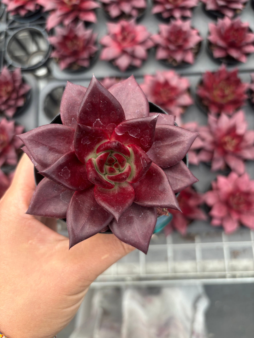 Q021 エケベリア・ロビン（鉢物）