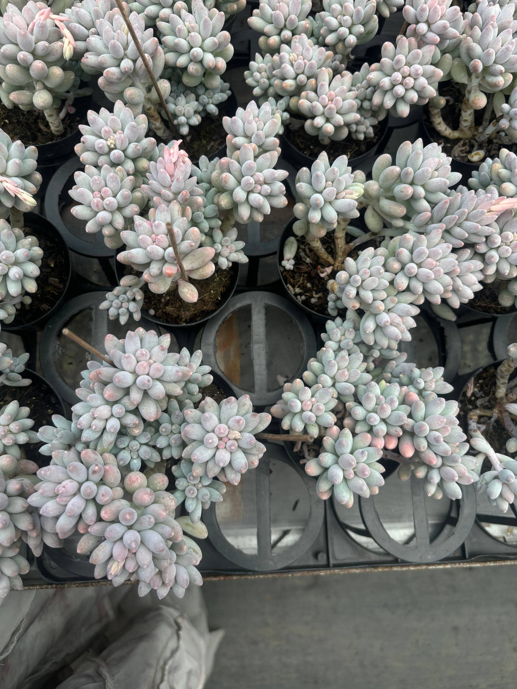 Q022 エケベリア・ベビーフィンガー（鉢物）