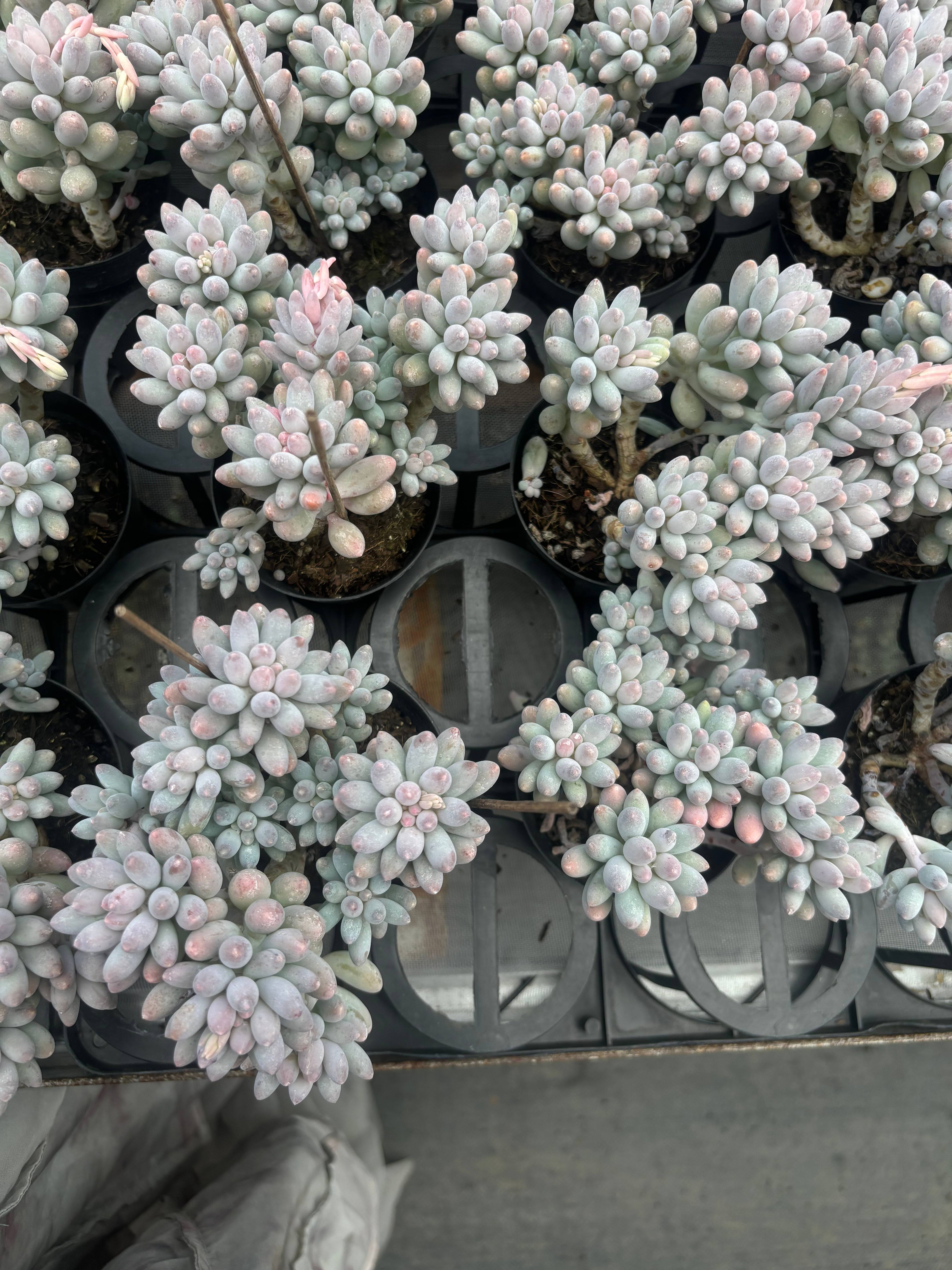 Q022 エケベリア・ベビーフィンガー（鉢物）