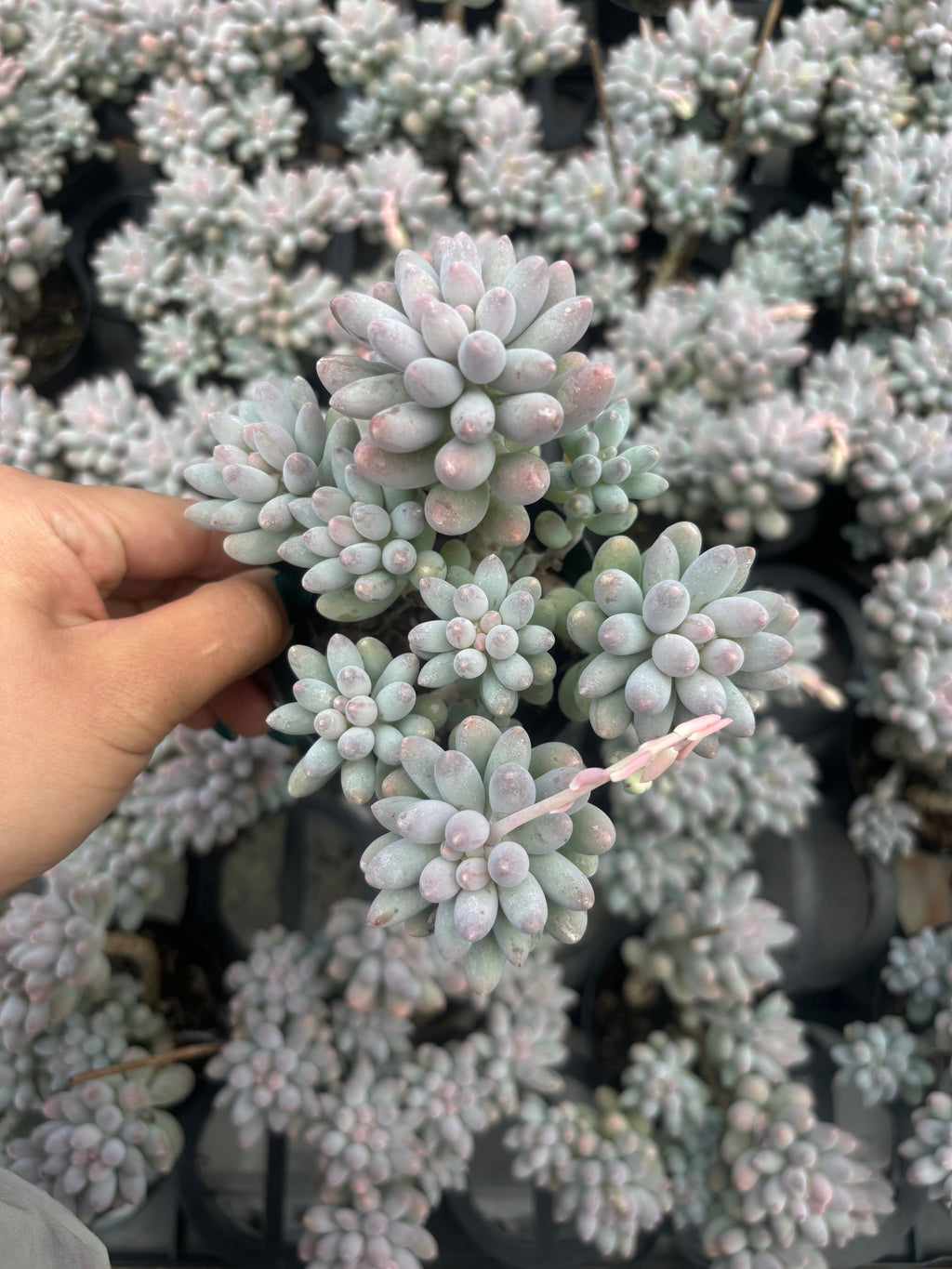 Q022 エケベリア・ベビーフィンガー（鉢物）