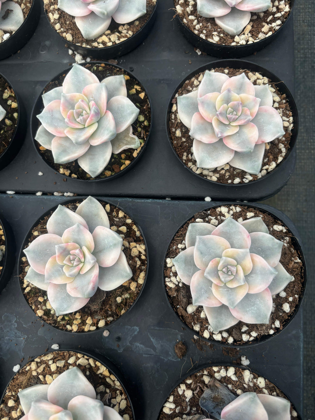 Q023 エケベリア・スノーホワイト・錦（鉢物）