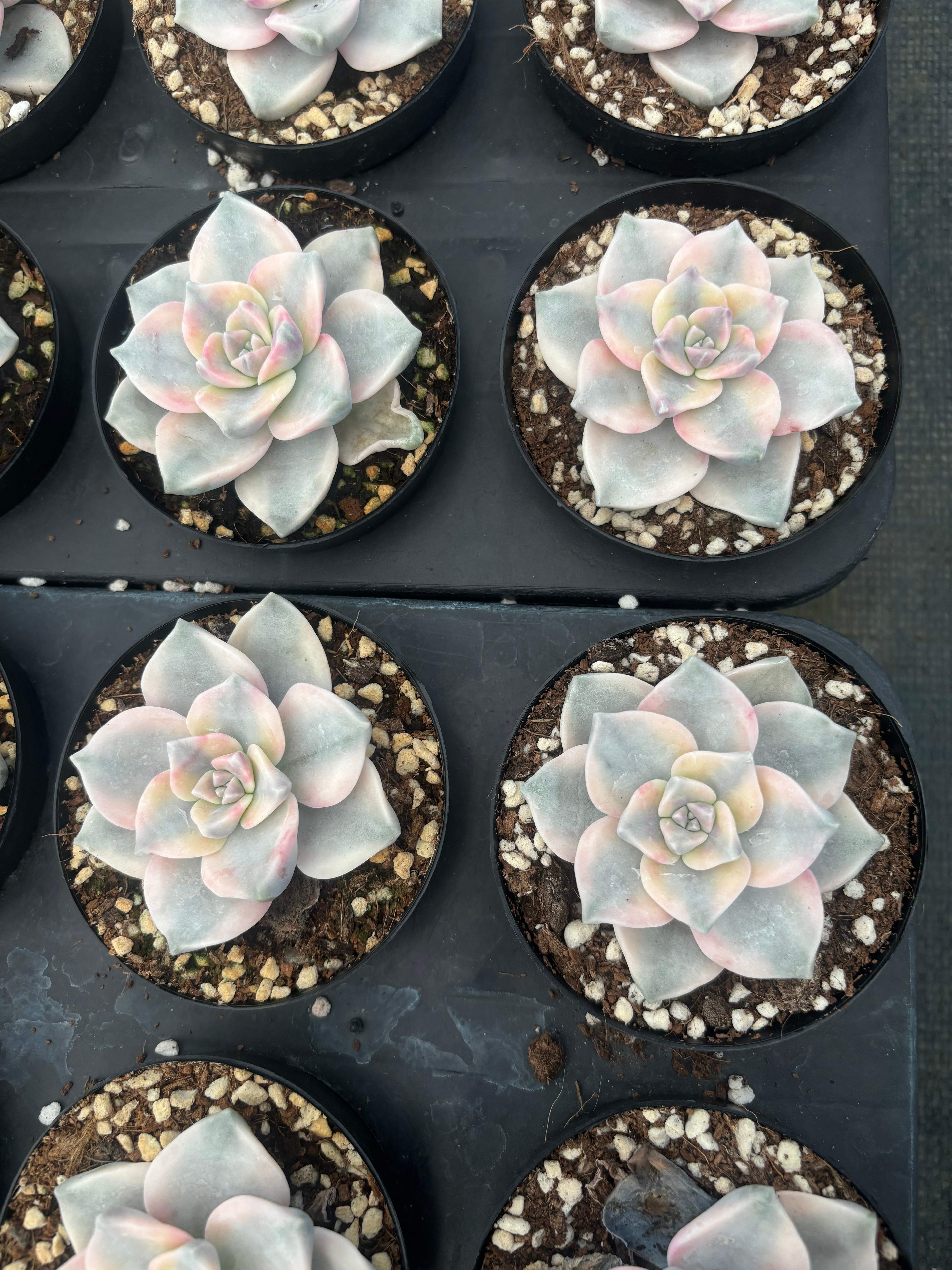 Q023 エケベリア・スノーホワイト・錦（鉢物）