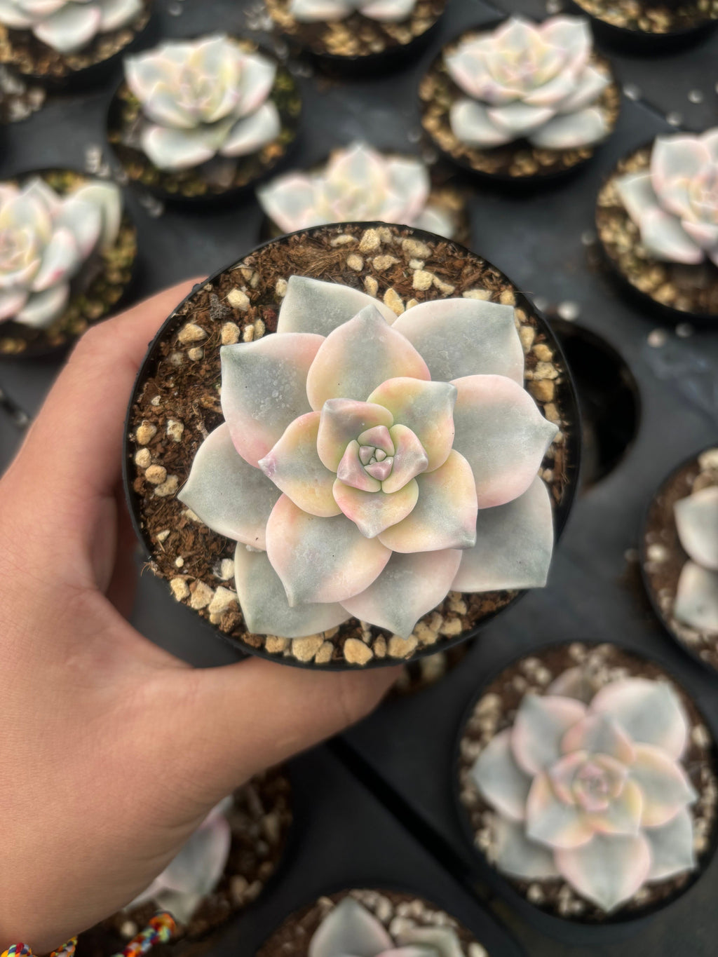 Q023 エケベリア・スノーホワイト・錦（鉢物）