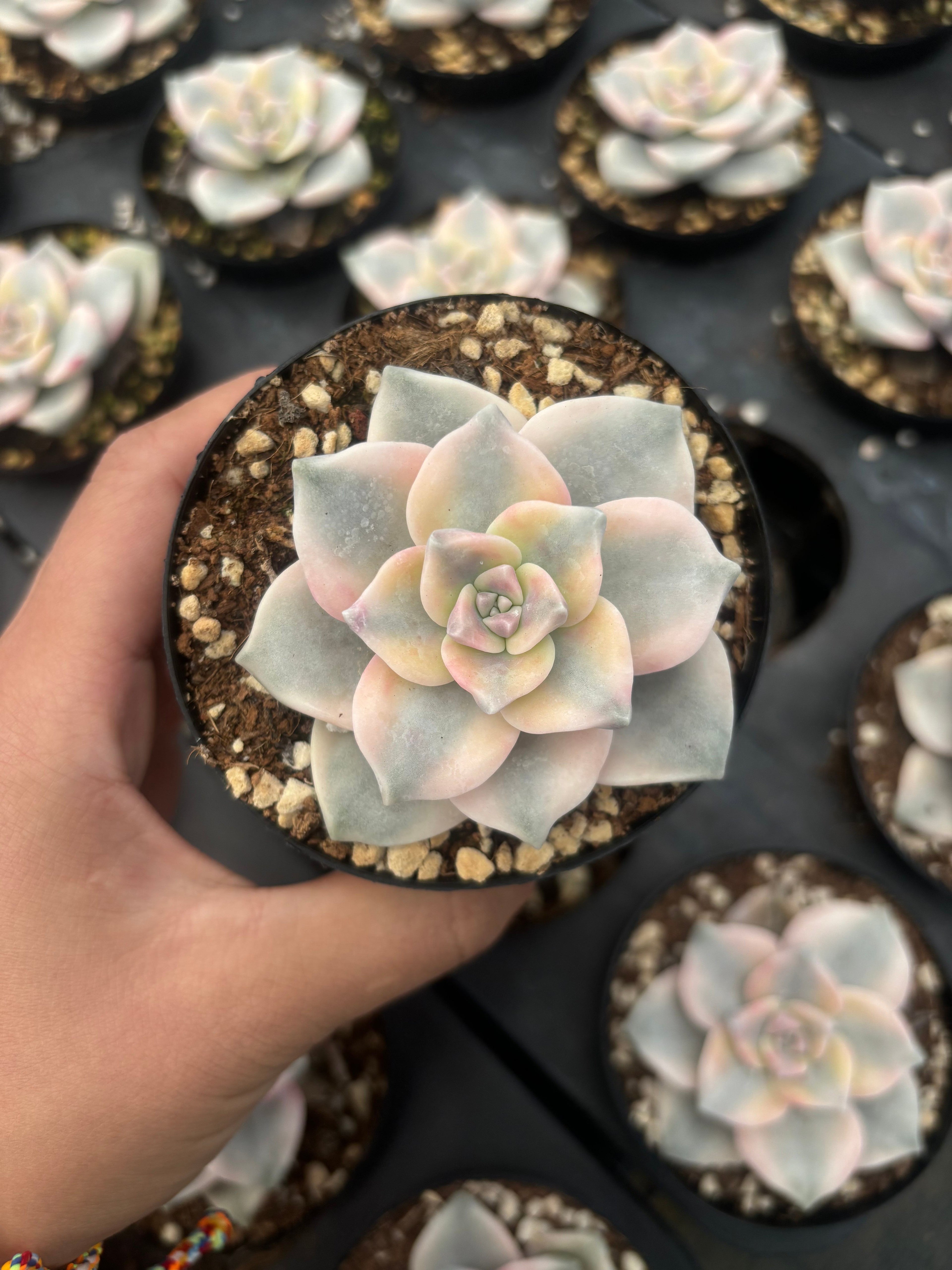 Q023 エケベリア・スノーホワイト・錦（鉢物）