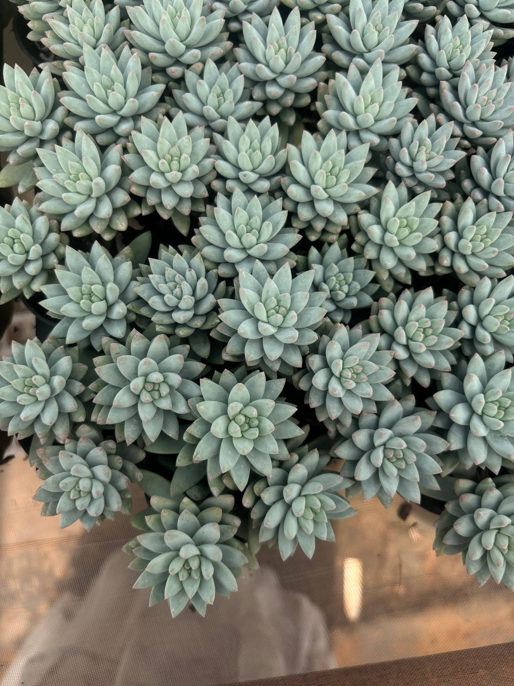 Q024 エケベリア・スービン（鉢物）