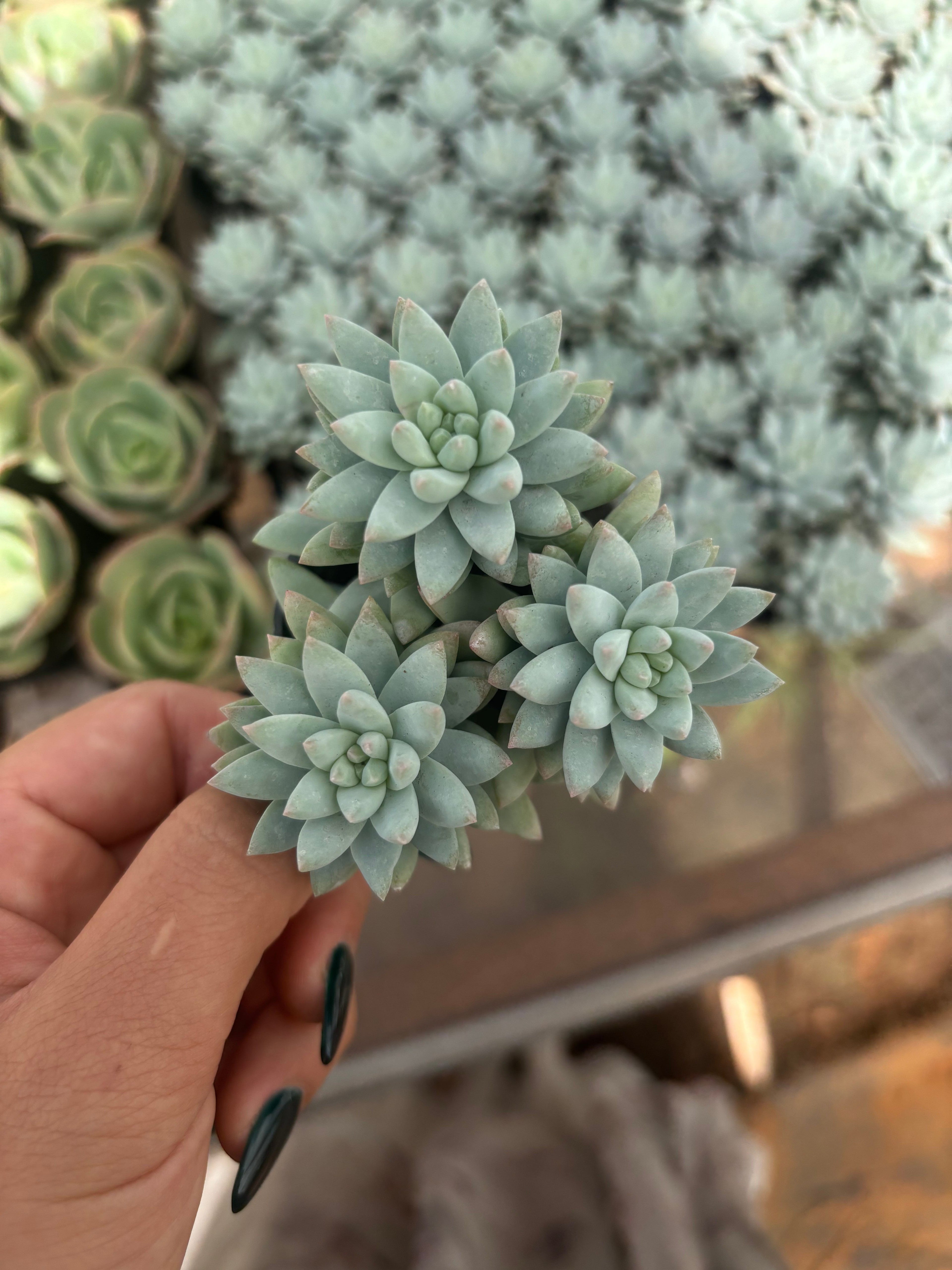 Q024 エケベリア・スービン（鉢物）