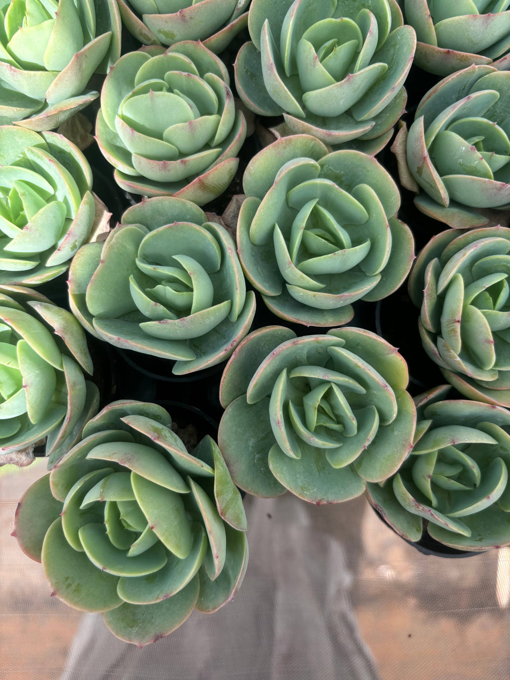 Q025 エケベリア・ピーチプライド（鉢物）