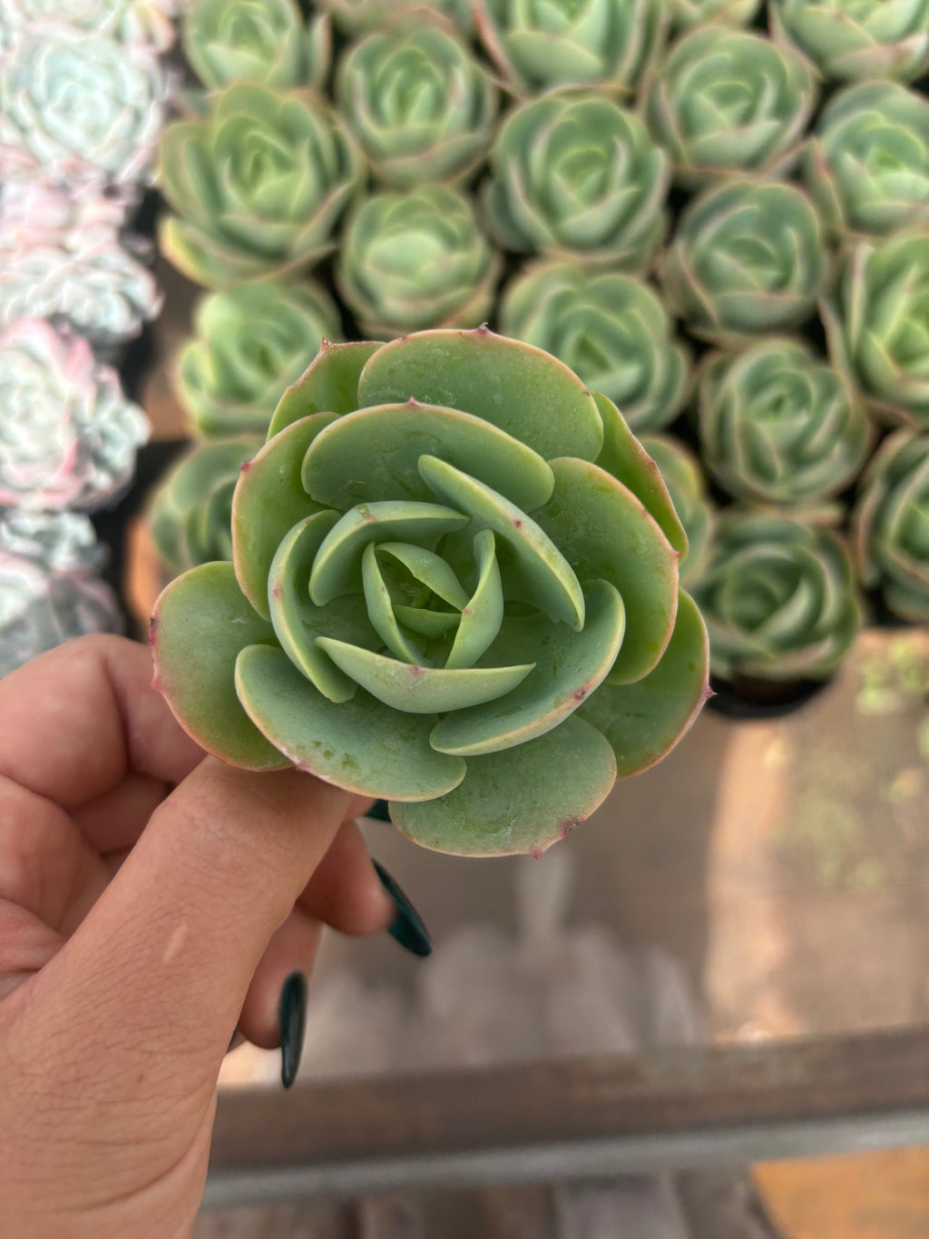 Q025 エケベリア・ピーチプライド（鉢物）