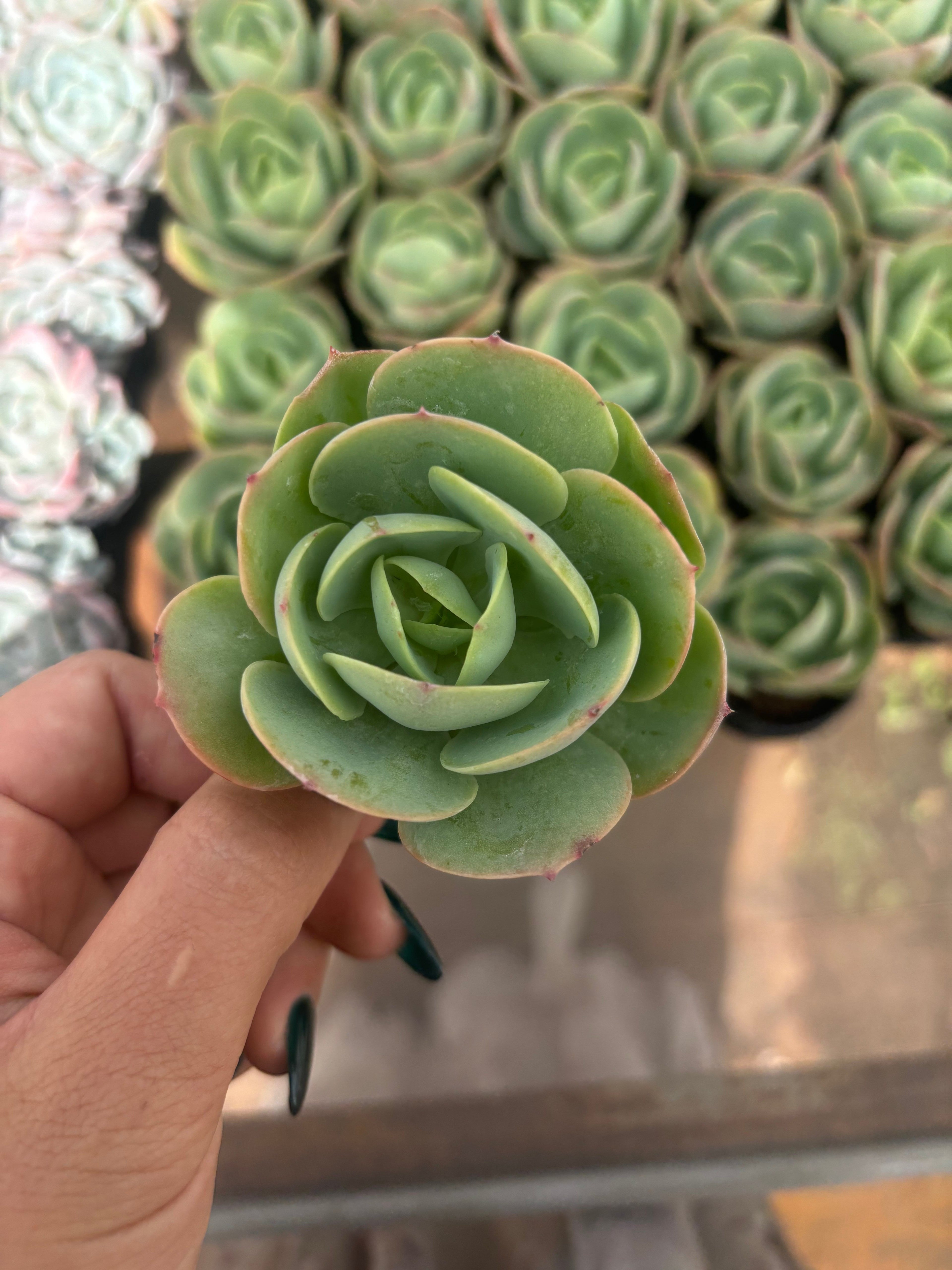 Q025 エケベリア・ピーチプライド（鉢物）