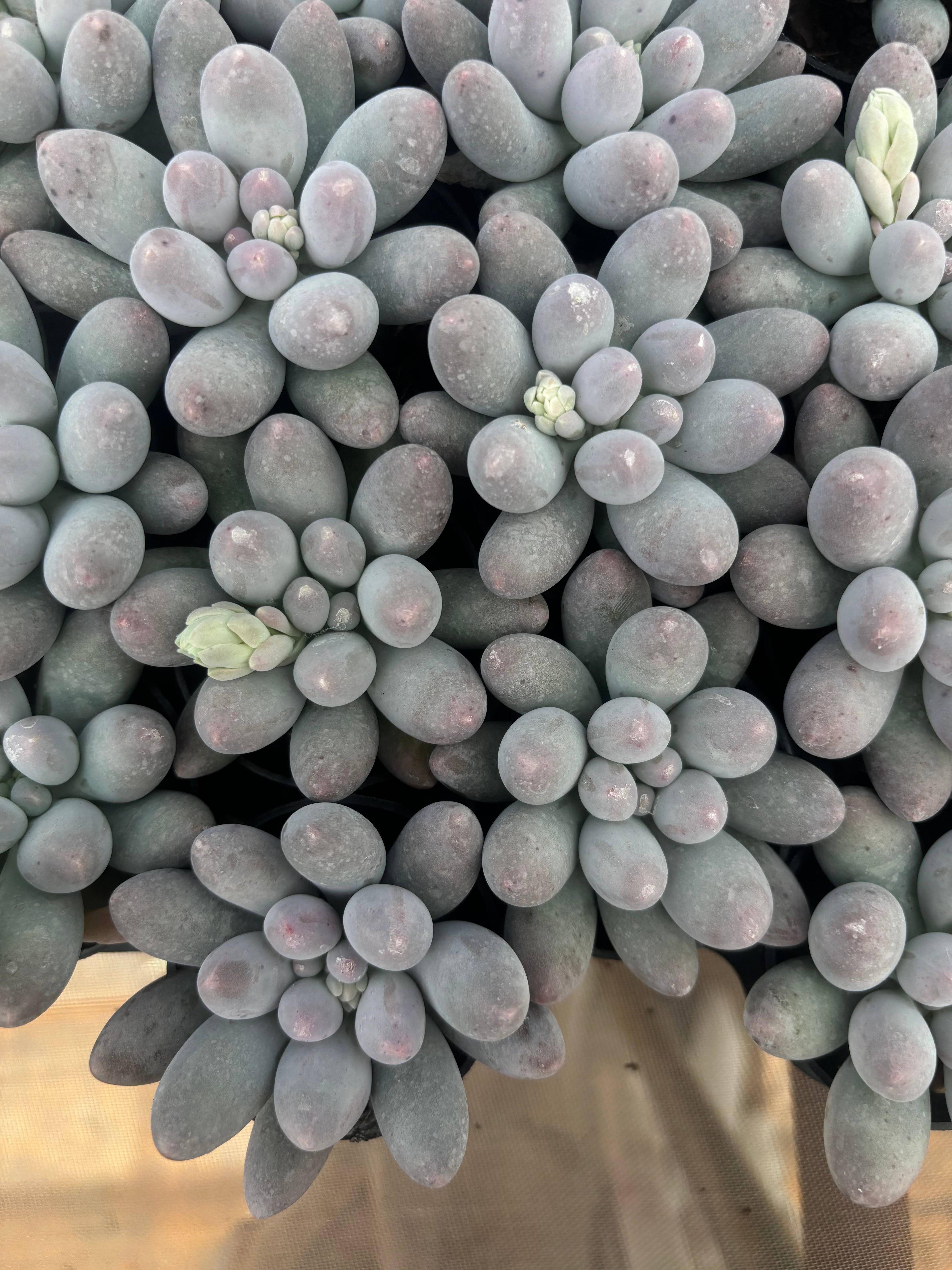 Q026 エケベリア・オレンジスノーボール （鉢物）