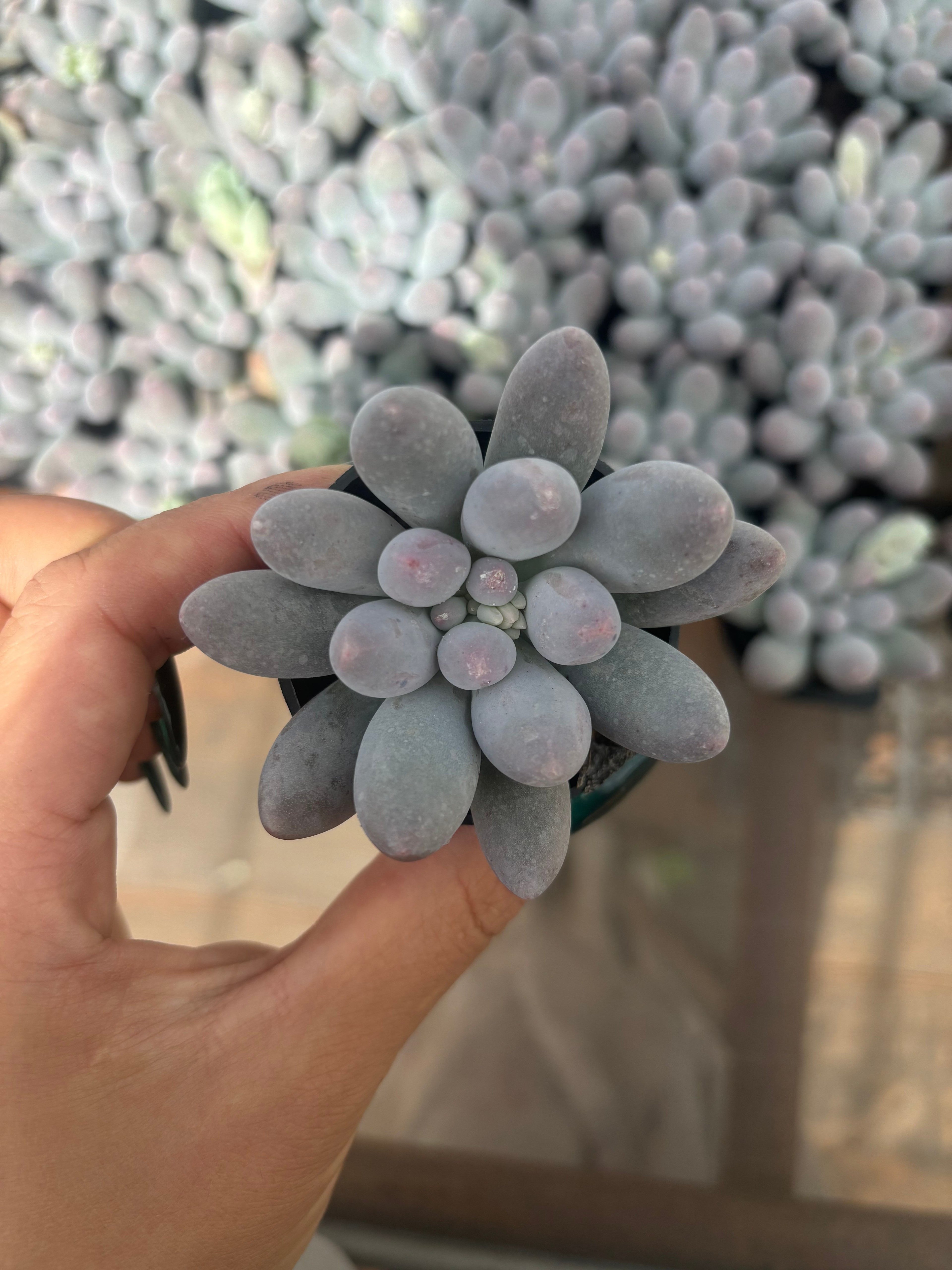 Q026 エケベリア・オレンジスノーボール （鉢物）