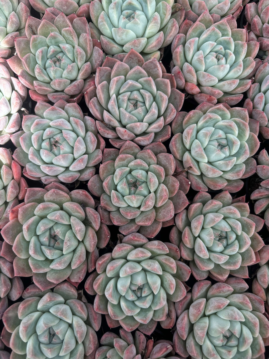 Q027 エケベリア・ドリームスーツ