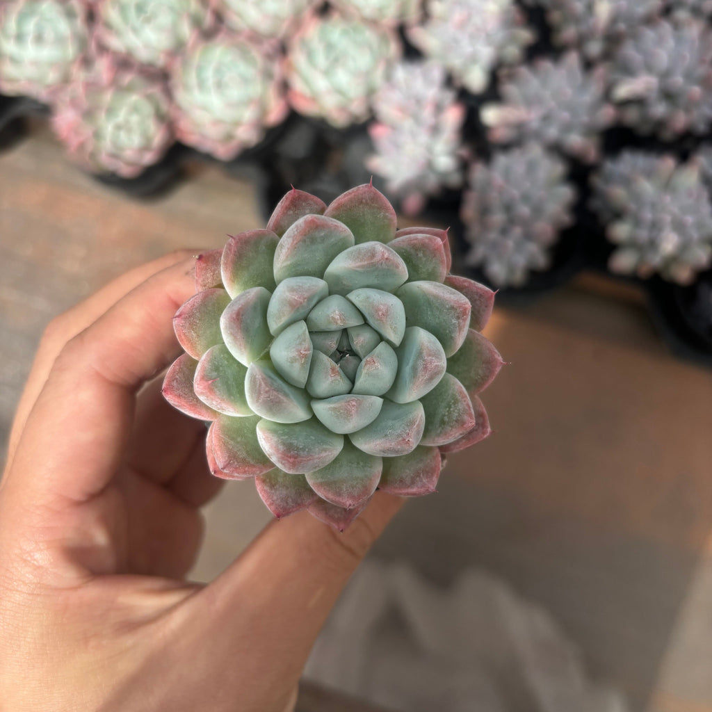 Q027 エケベリア・ドリームスーツ