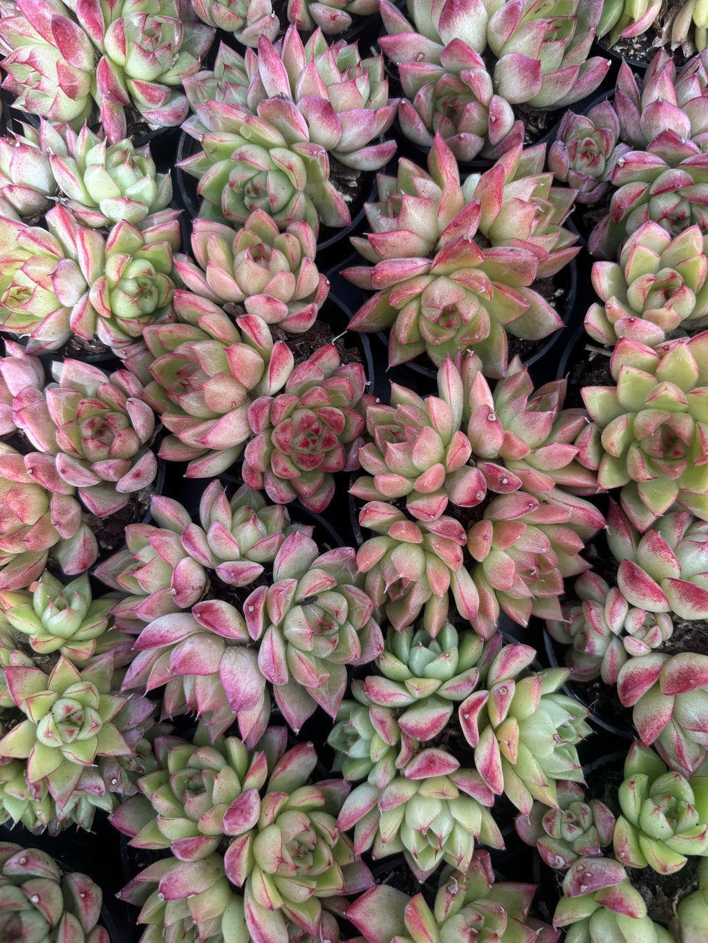 Q028 エケベリア・ドリームクイーン