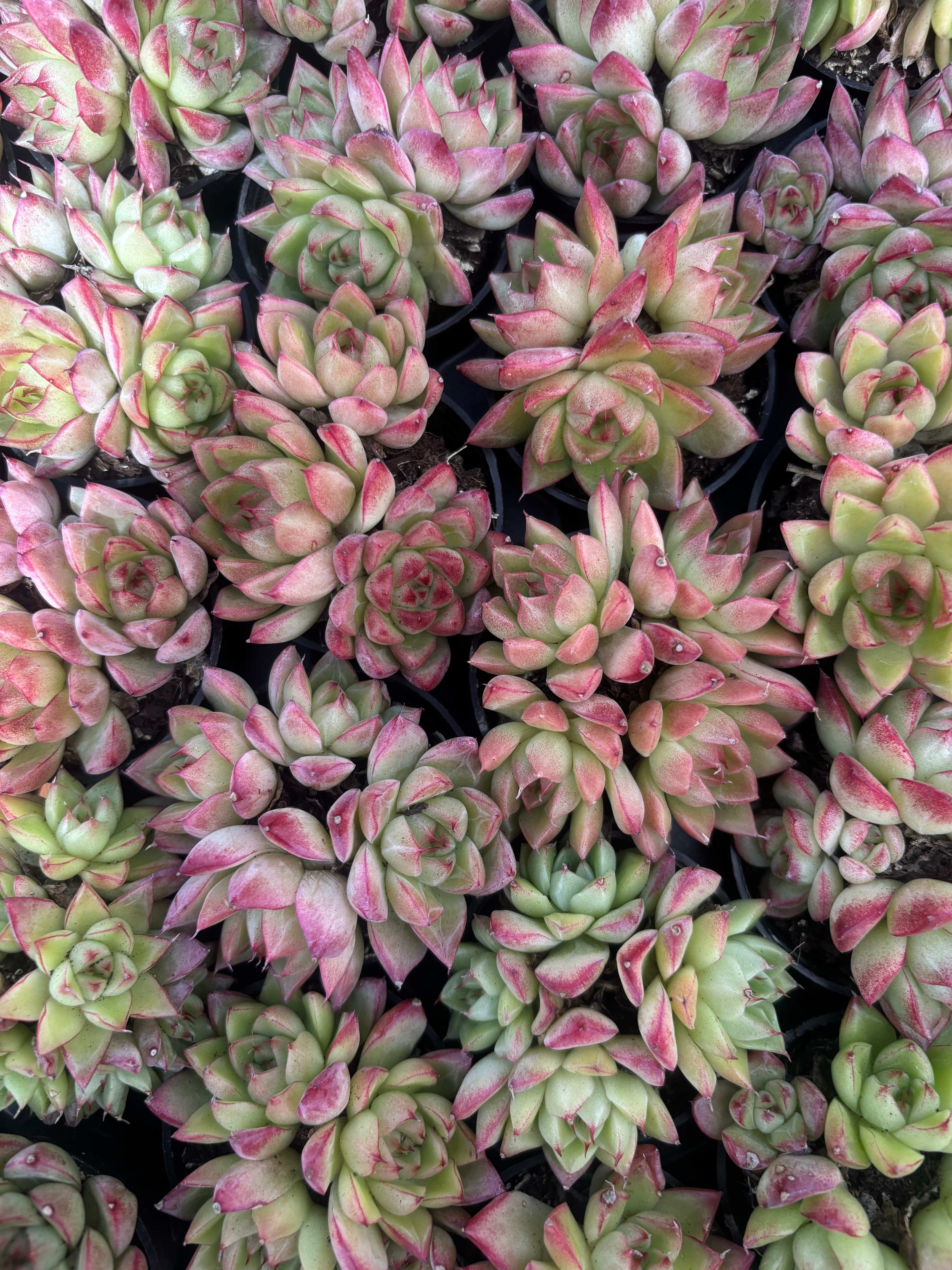 Q028 エケベリア・ドリームクイーン