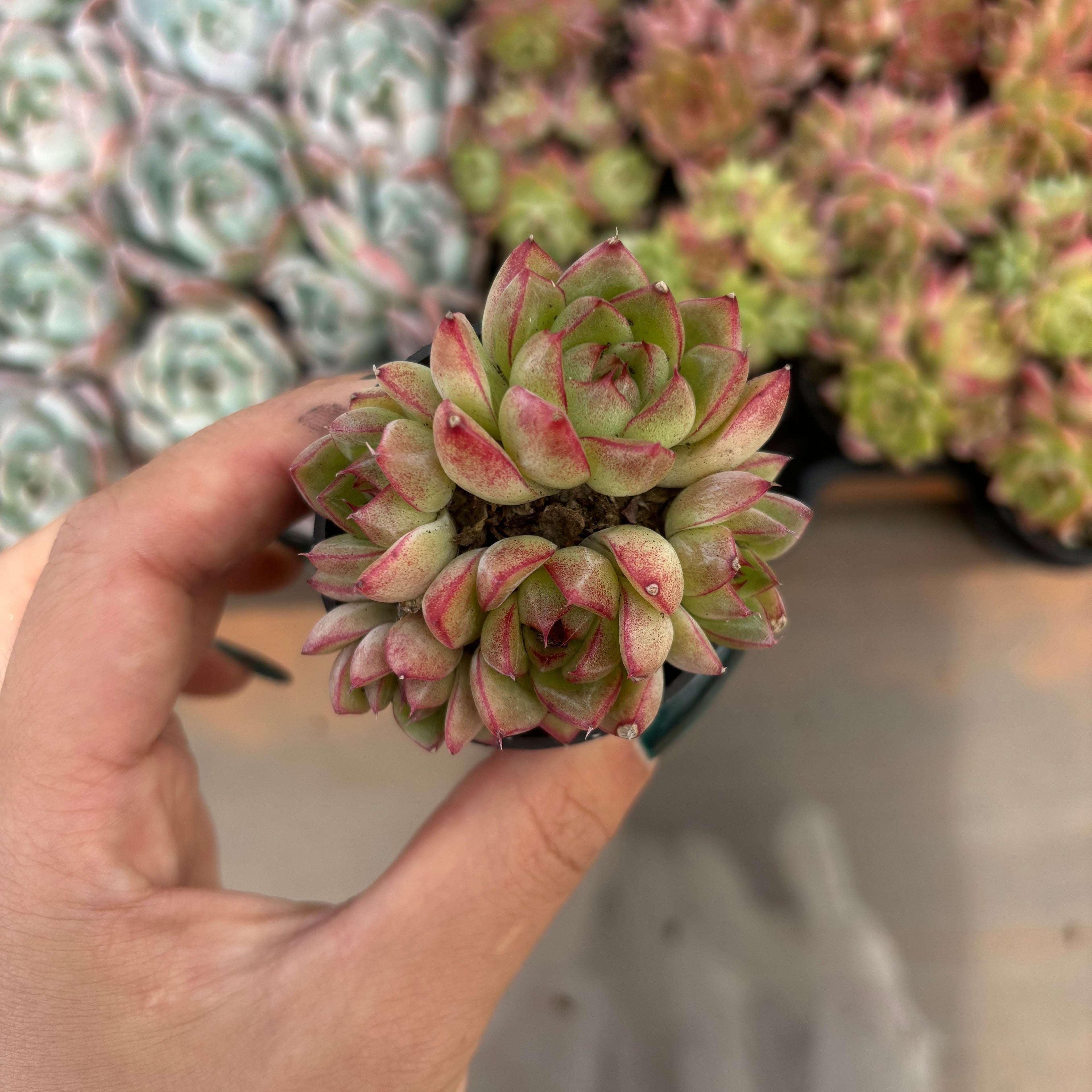 Q028 エケベリア・ドリームクイーン