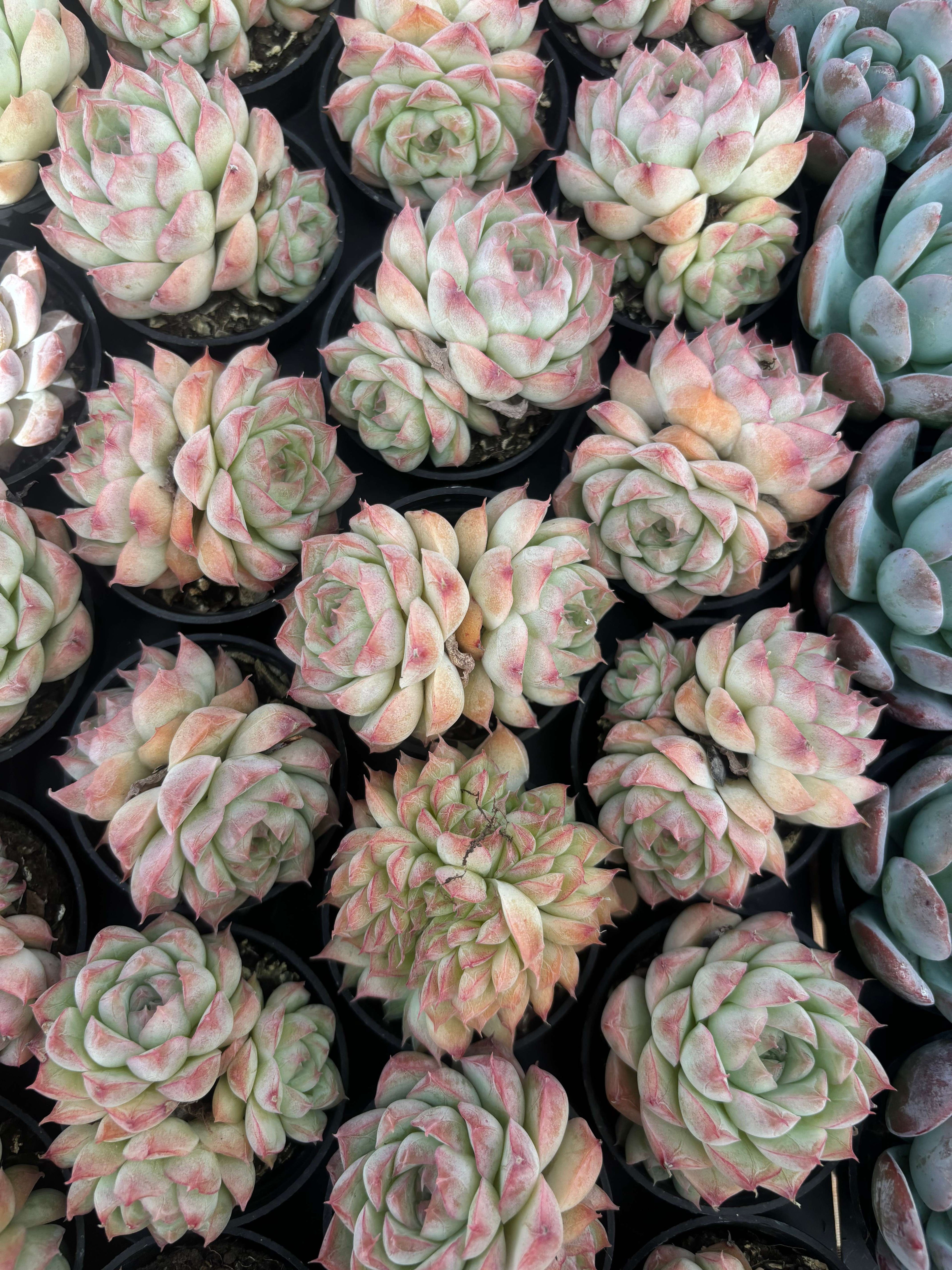 Q029 エケベリア・クイーンオブピーチ（鉢物）