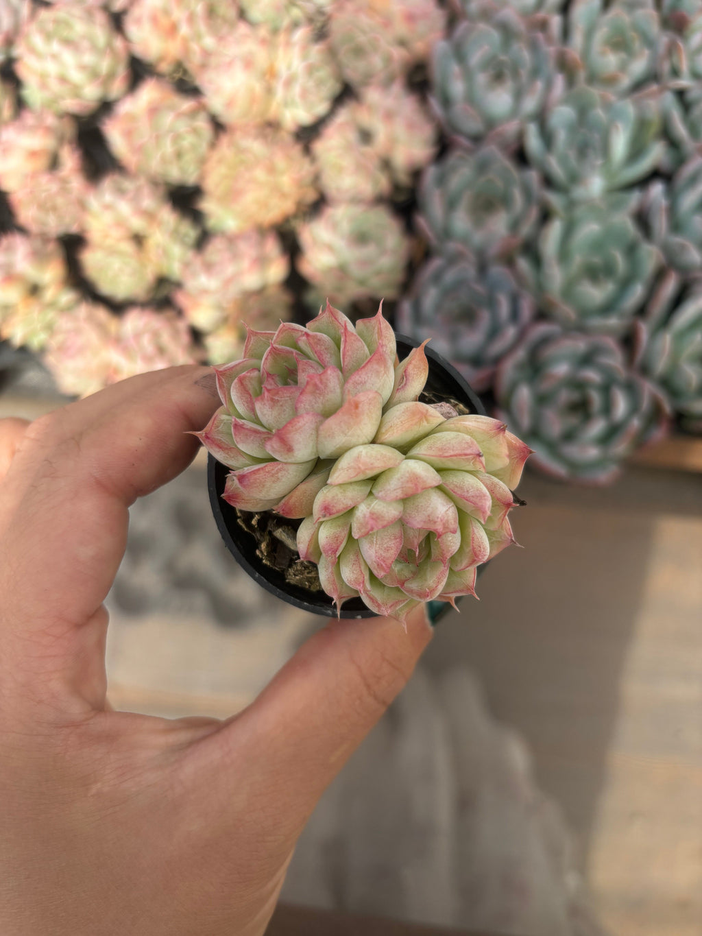 Q029 エケベリア・クイーンオブピーチ（鉢物）