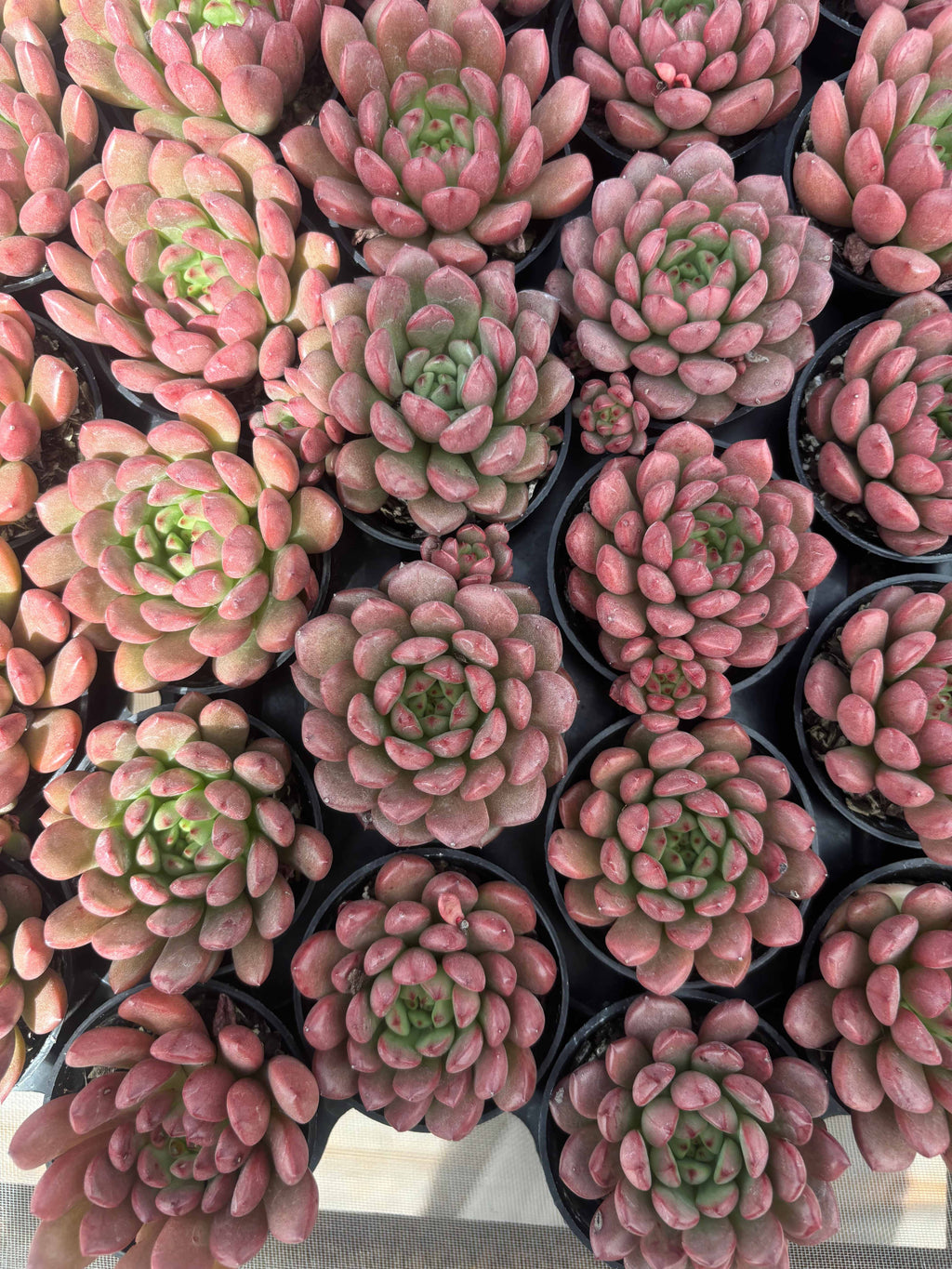 Q030 エケベリア・ピンクルビー（鉢物）