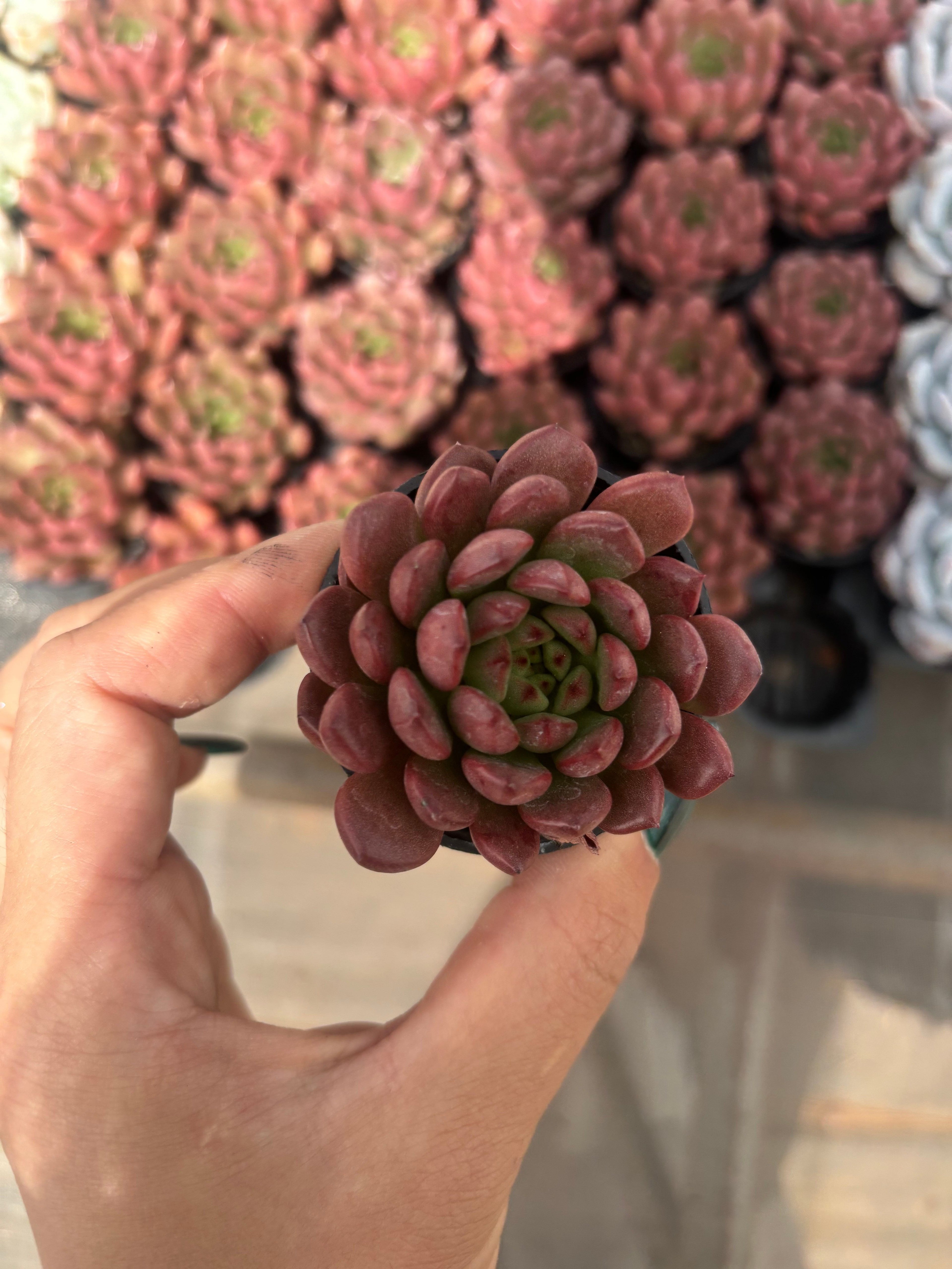 Q030 エケベリア・ピンクルビー（鉢物）