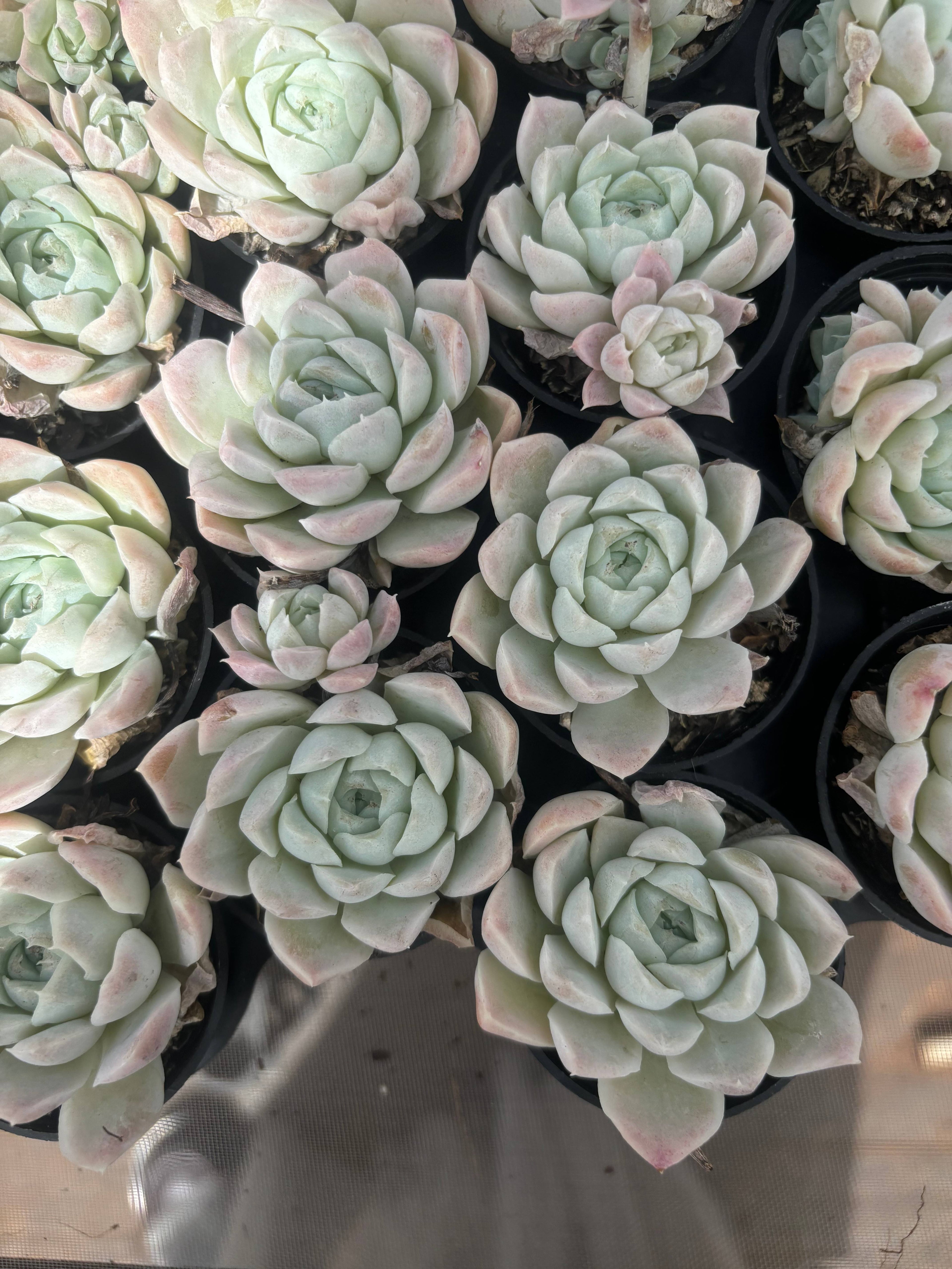 Q031 エケベリア・ヒューギュラス（鉢物）