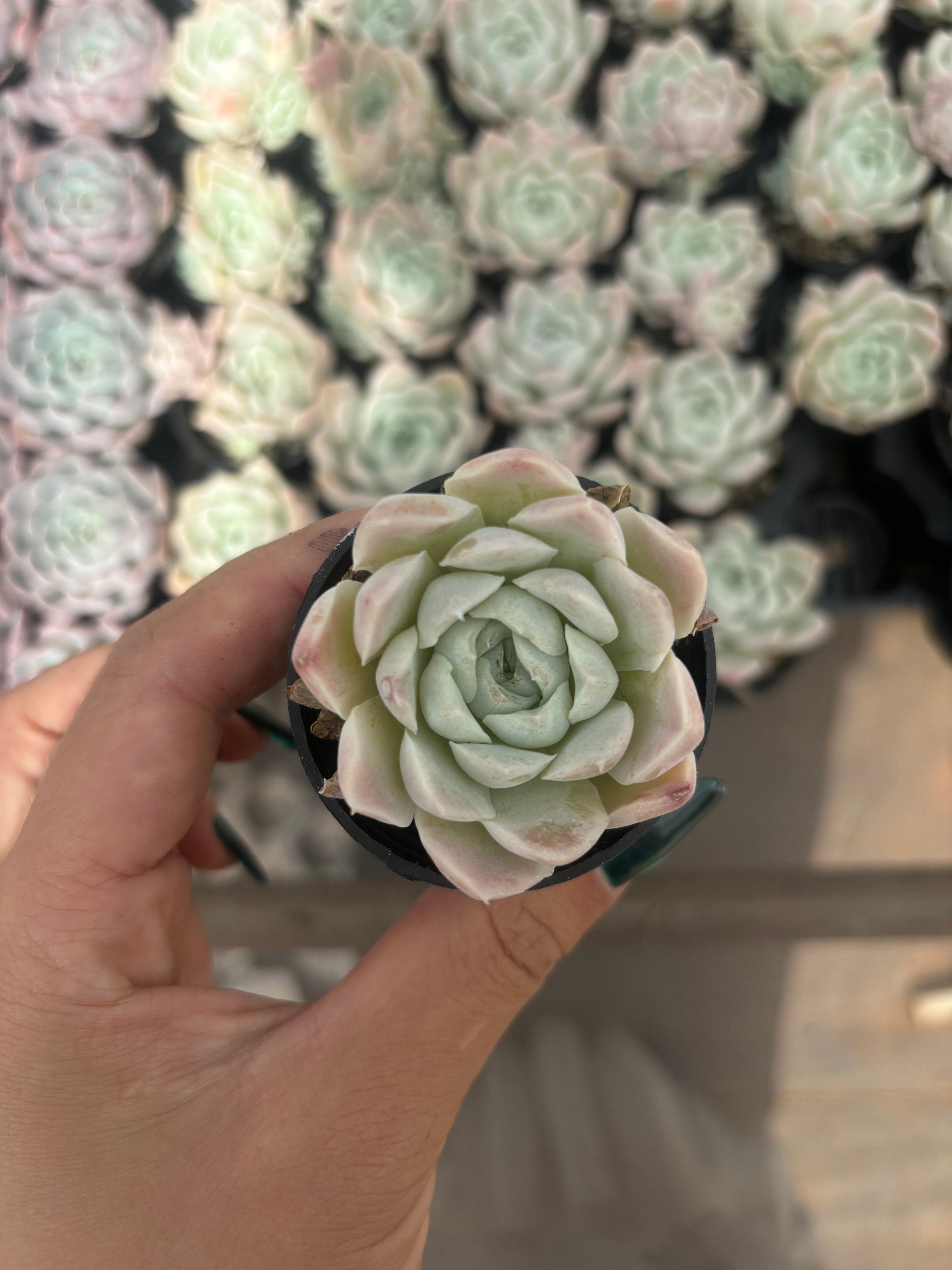 Q031 エケベリア・ヒューギュラス（鉢物）