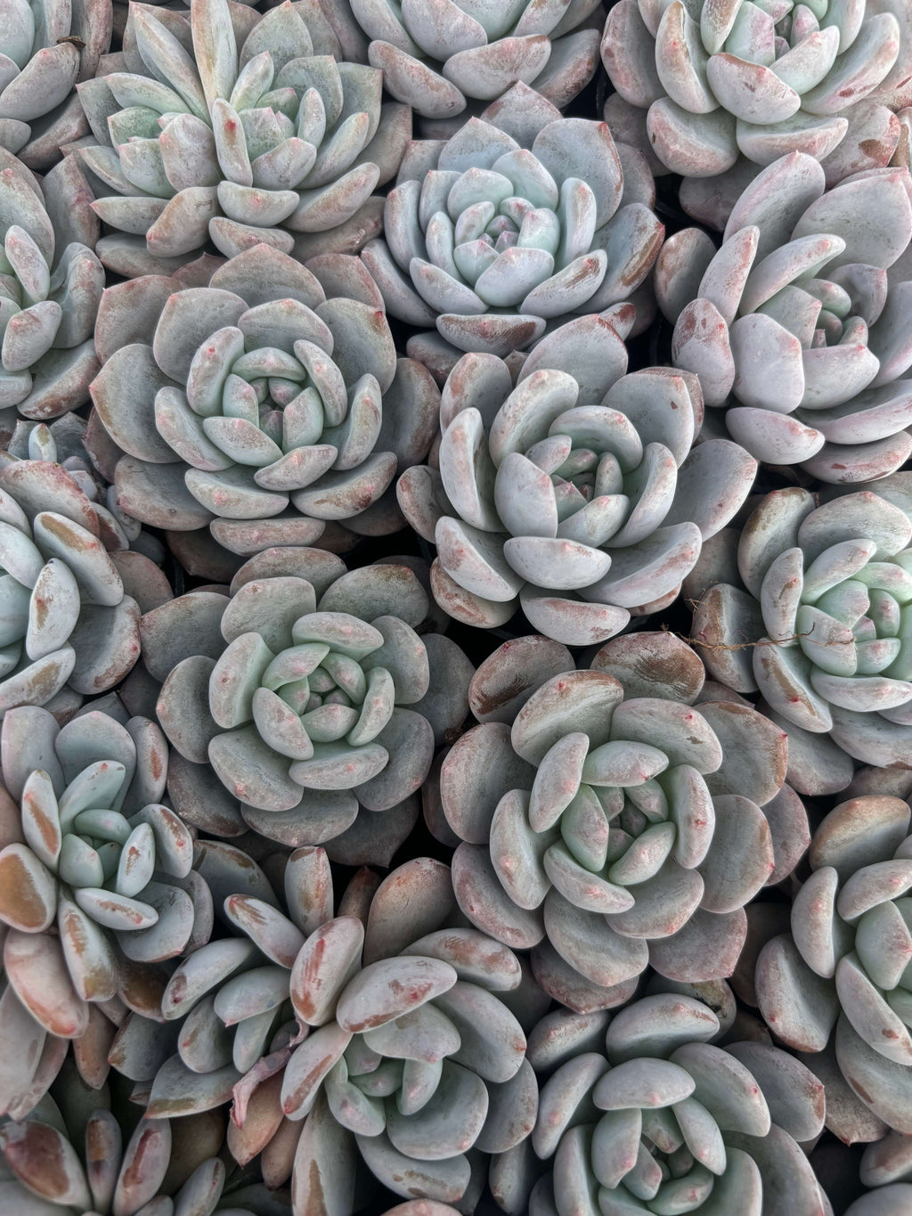 Q032 エケベリア・チョーク