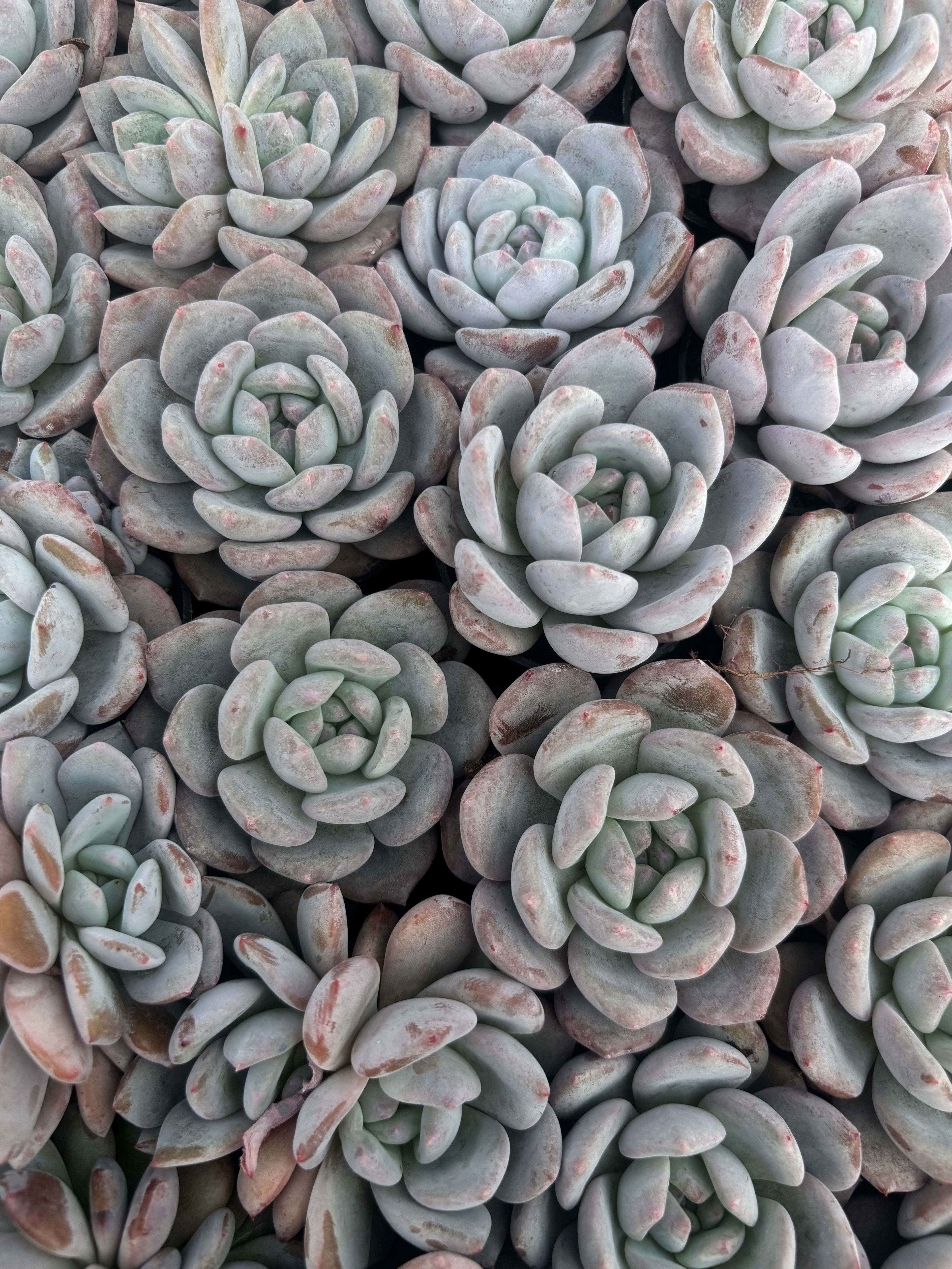 Q032 エケベリア・チョーク