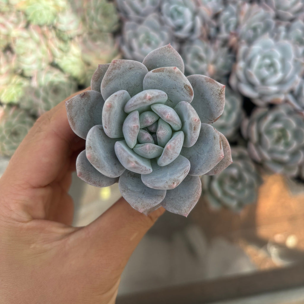 Q032 エケベリア・チョーク