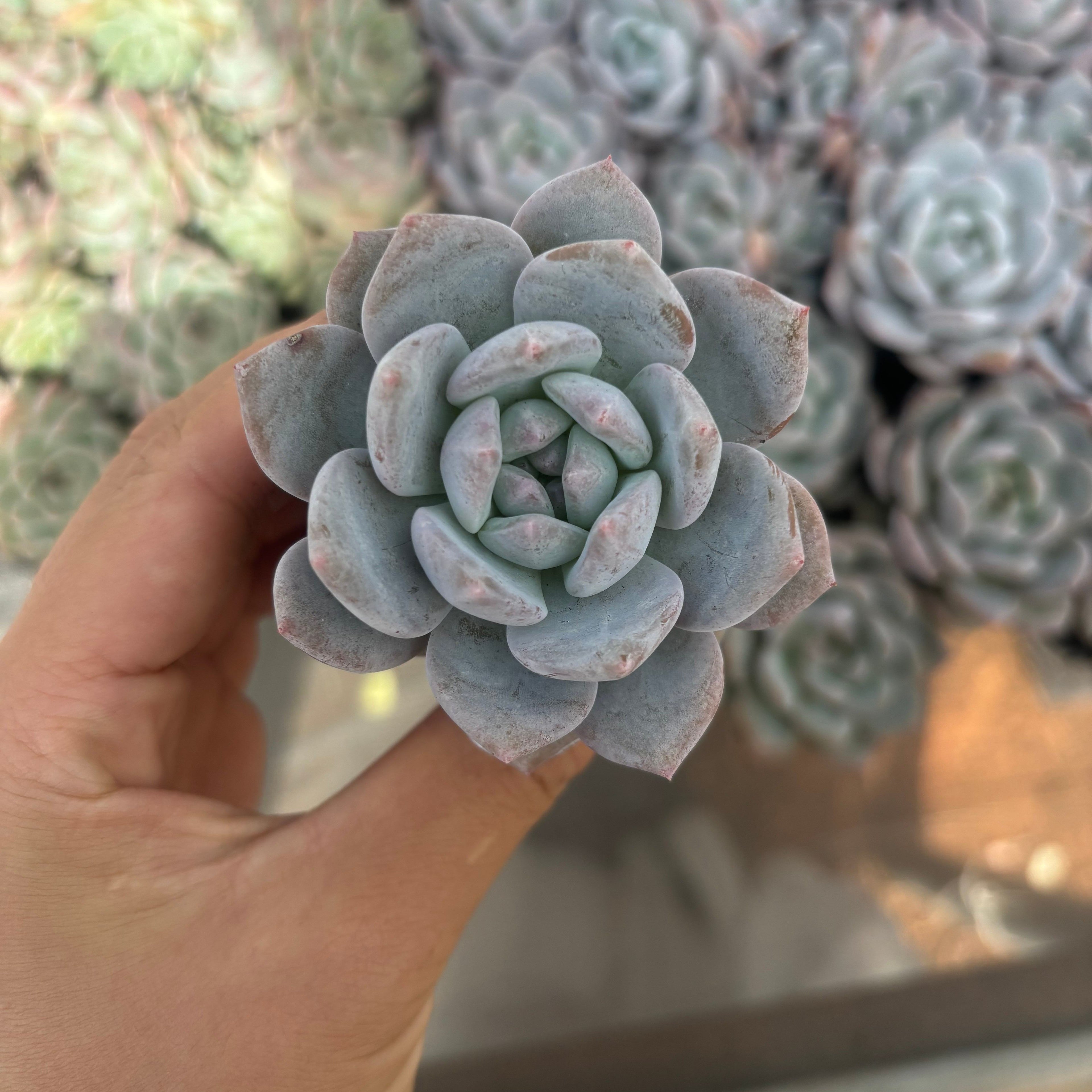 Q032 エケベリア・チョーク