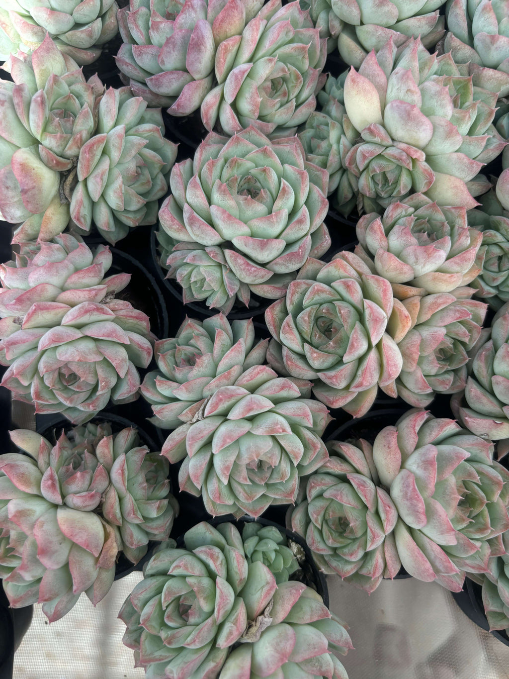 Q033 エケベリア・クイーンオブピーチ （鉢物）